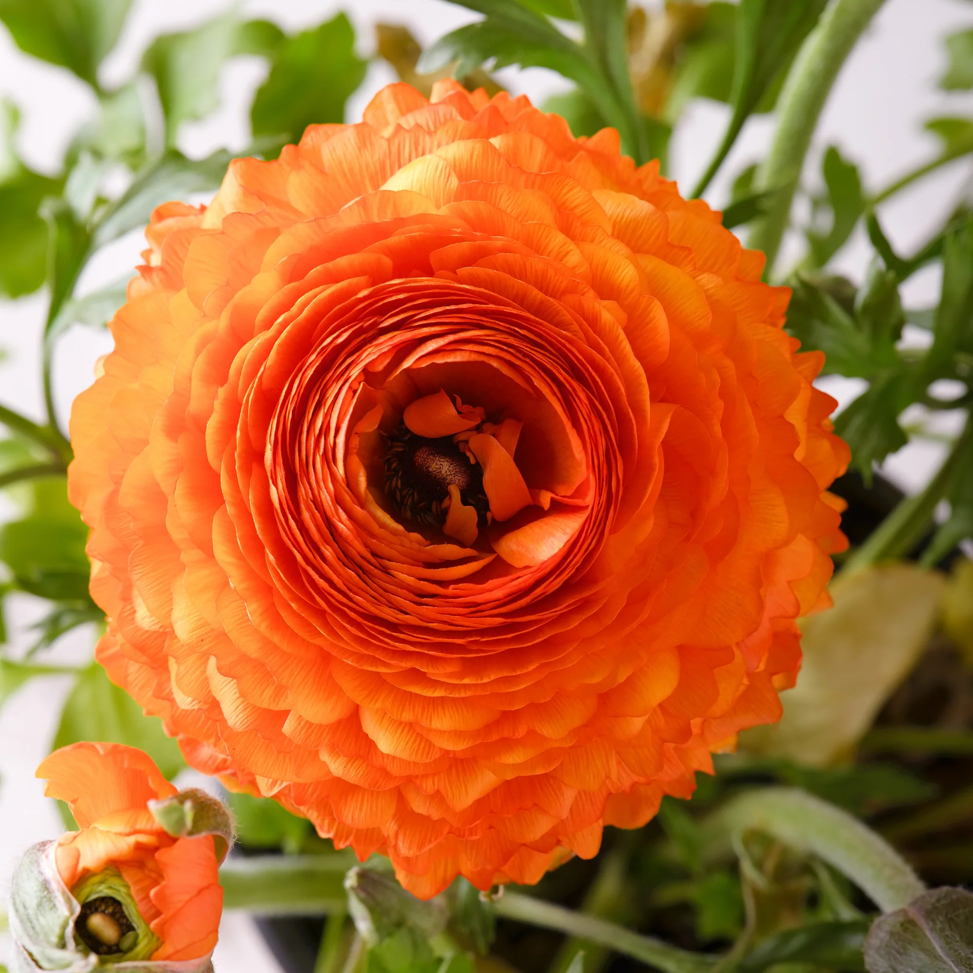 Asiatische Ranunkeln ‘Orange Flame’ (x10) - Image 3