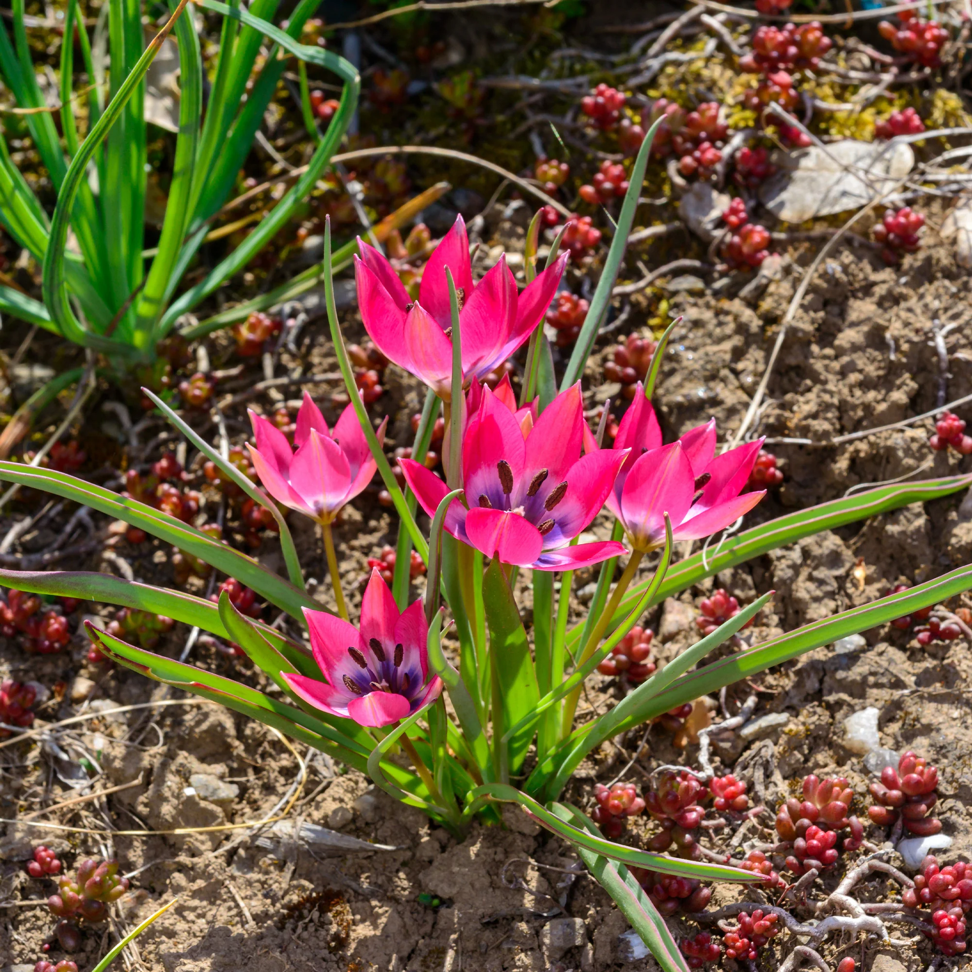 10 Botanische Tulpen Little Beauty - Image 2