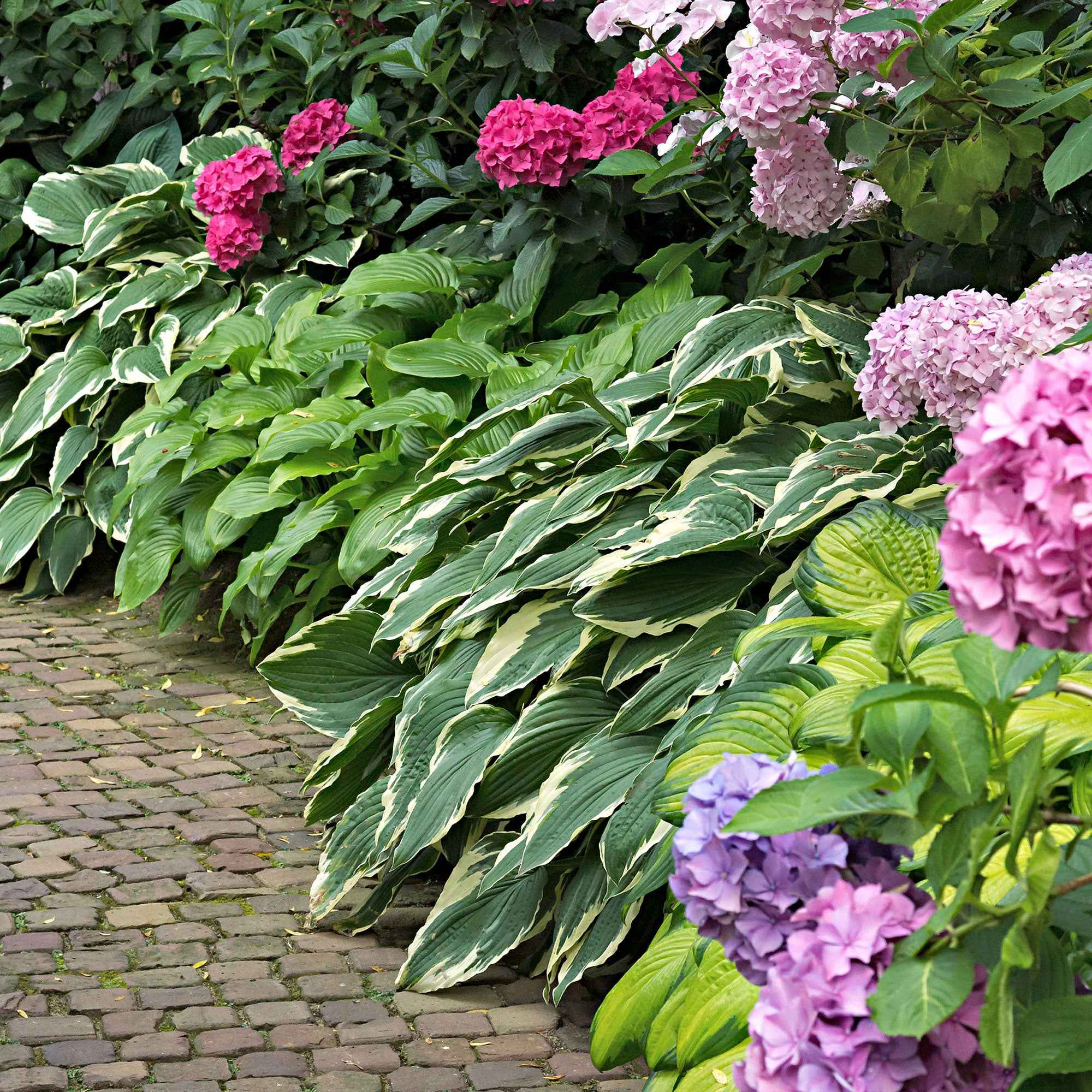 Hosta 'Colourful Shadow' (x3)