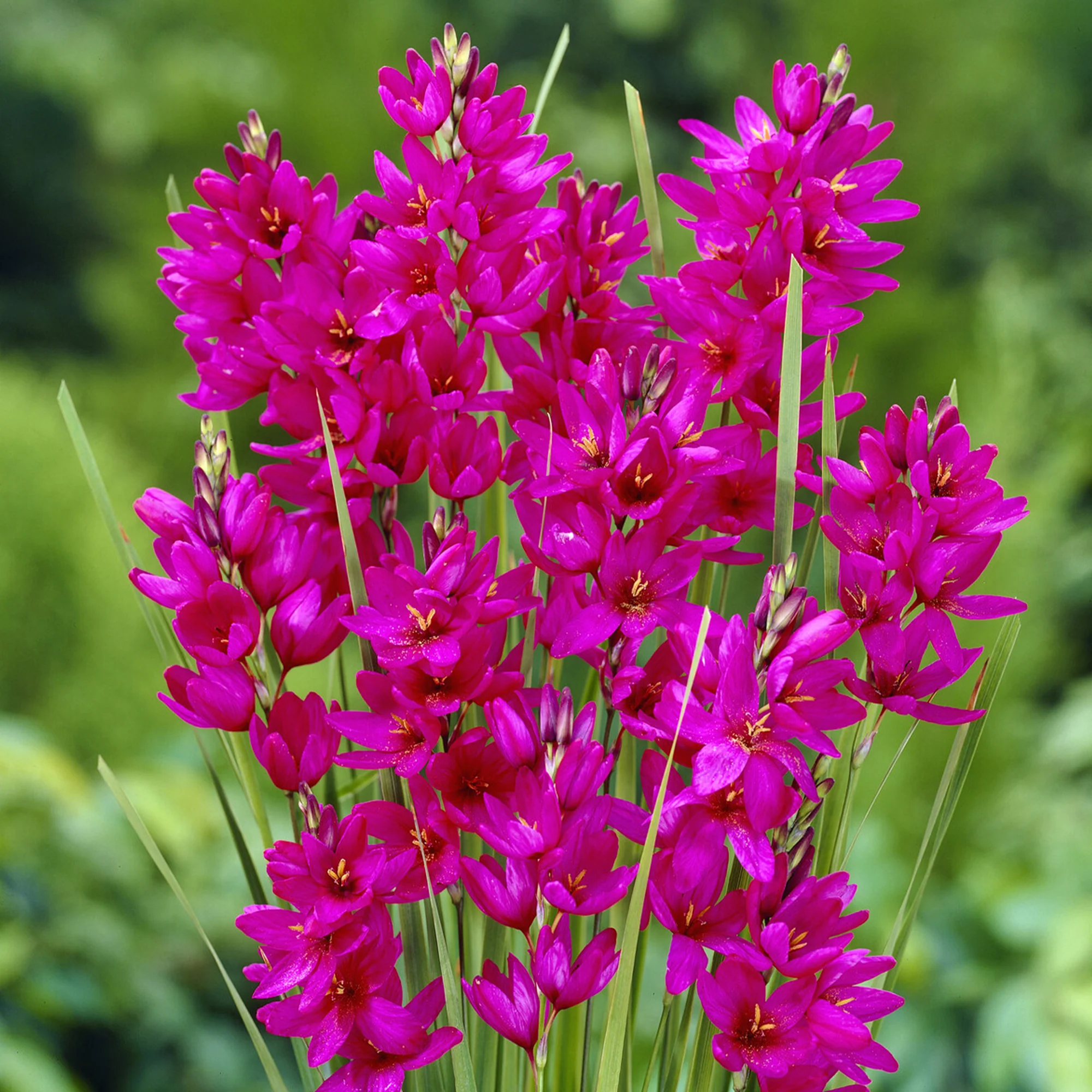 Weizenlilien ‘Mabel’ (x30)