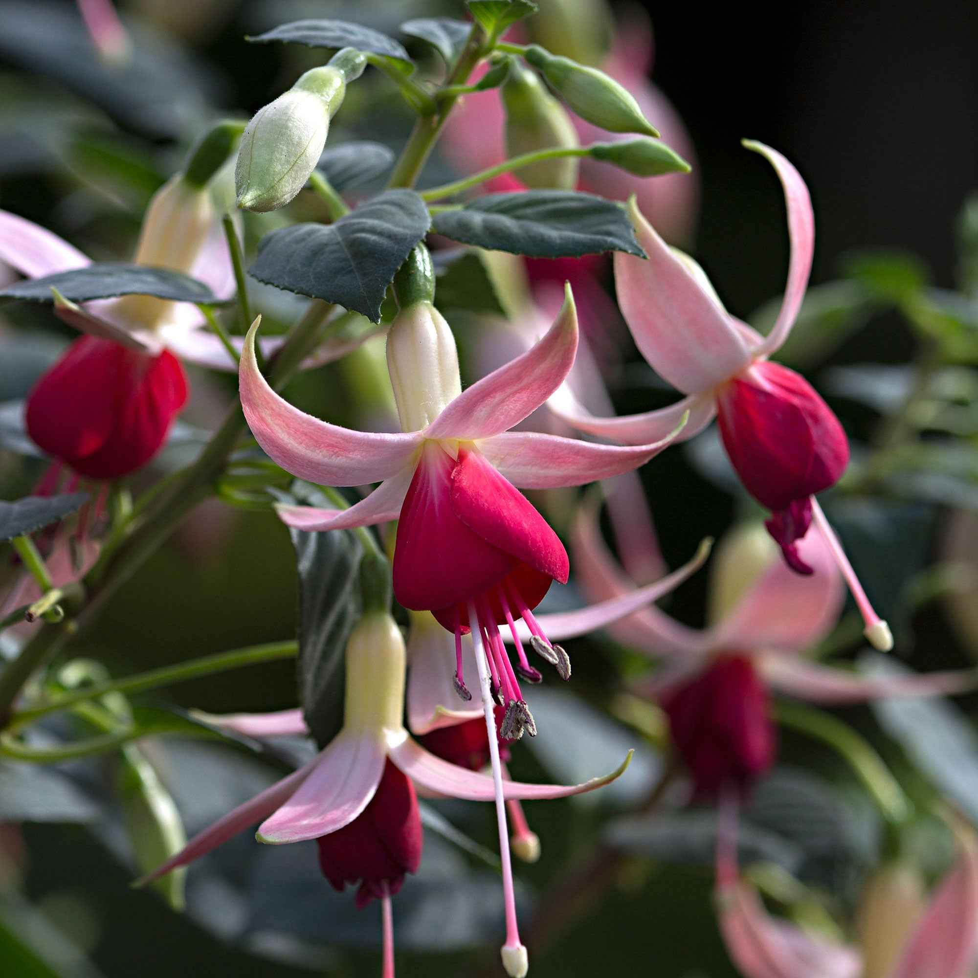 Fuchsia 'Celia Smedley' (x3)