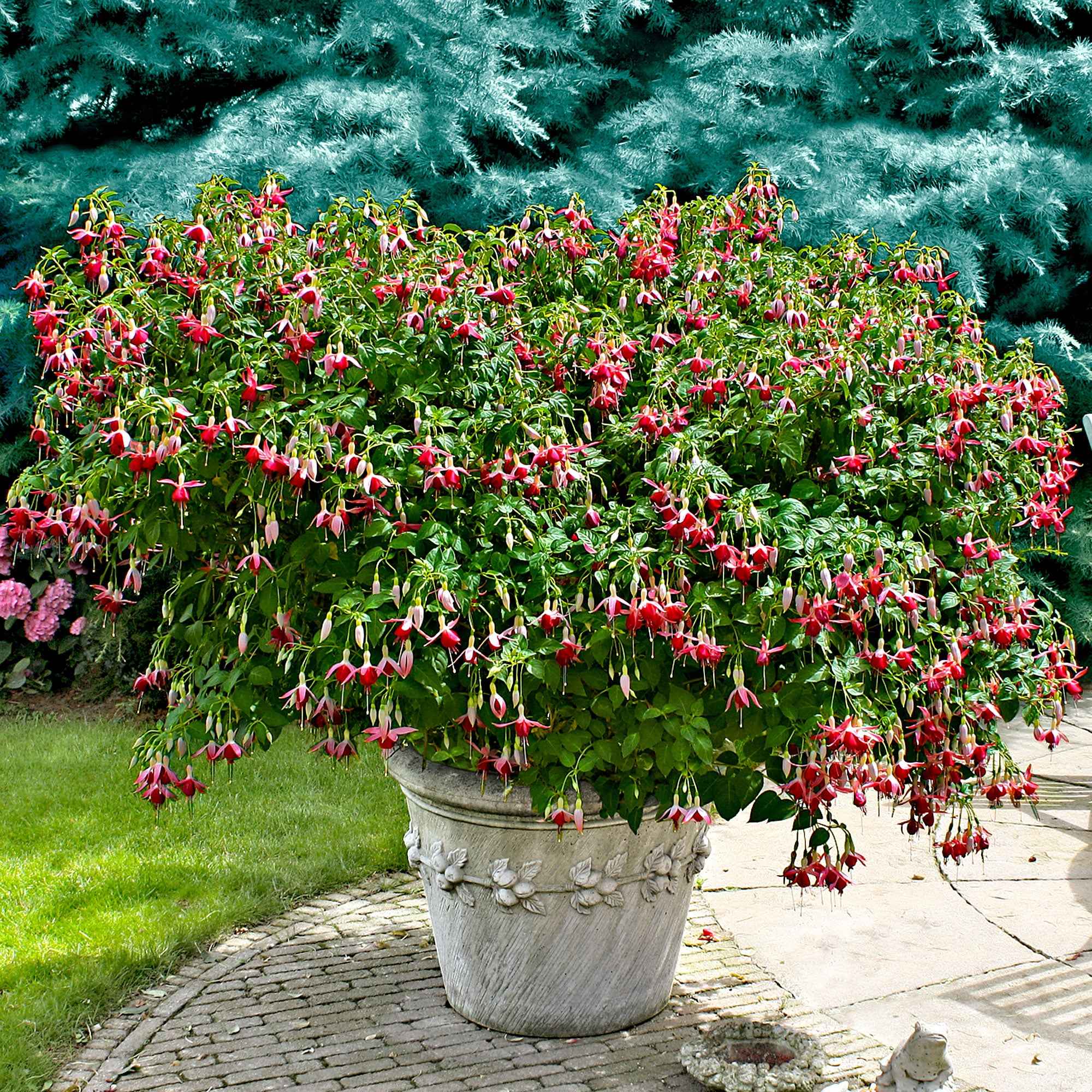 Fuchsia 'Celia Smedley' (x3) - Image 2