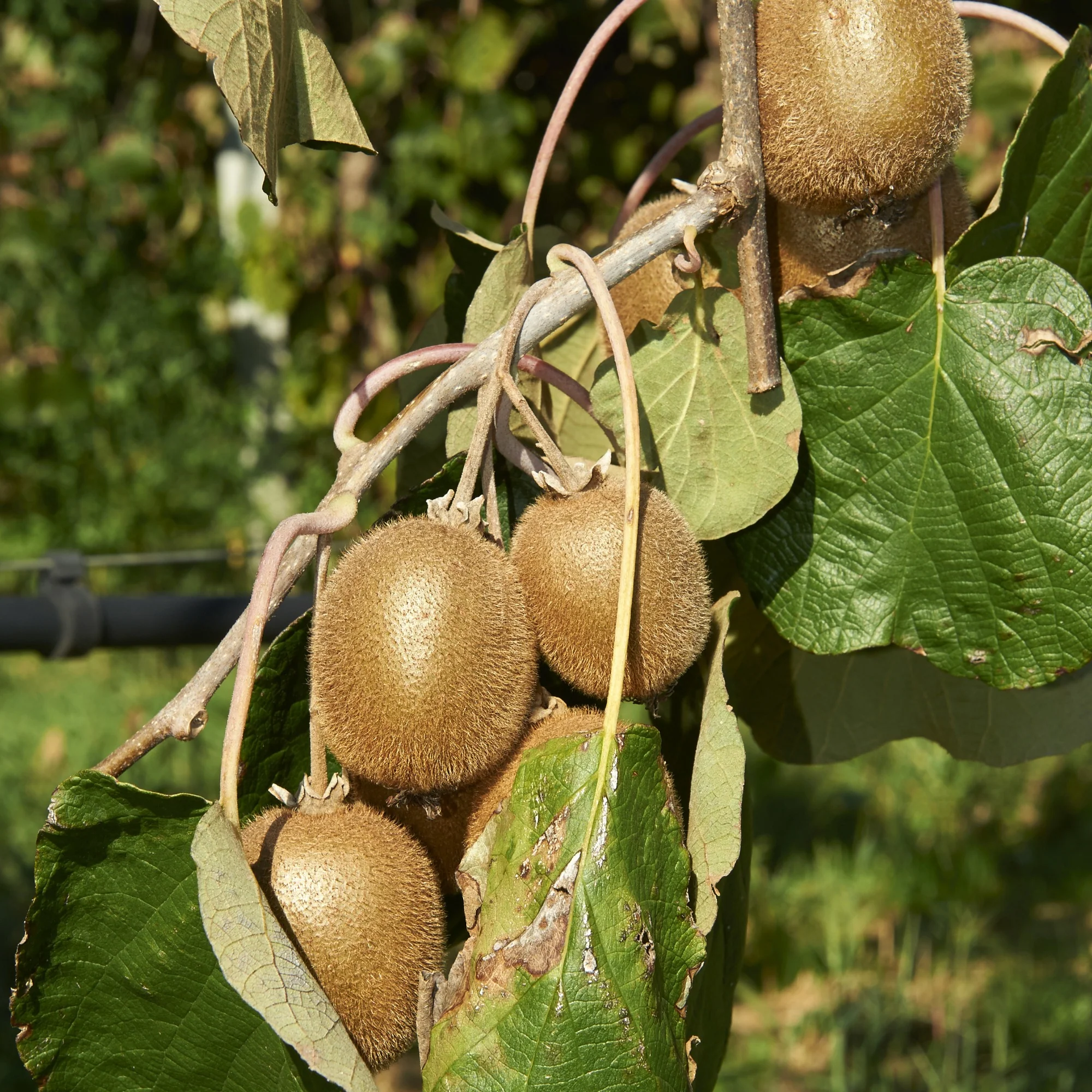 Sommerobst-Kollektion (Feige, Maulbeere, Kiwi) - Image 4