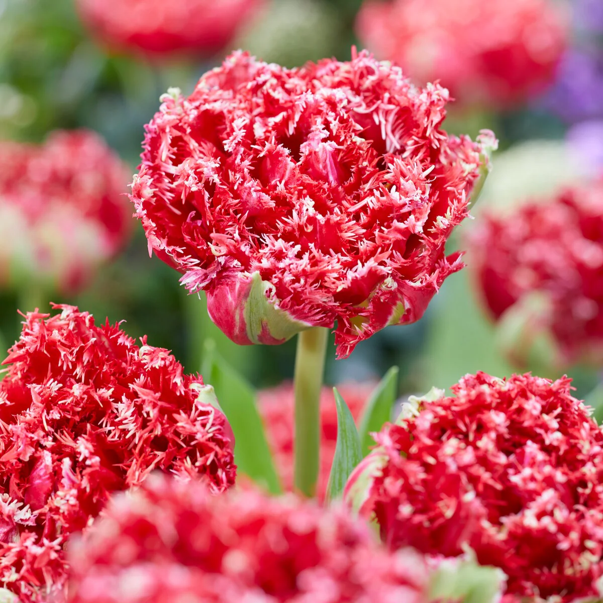 Gefranste, gefüllte Tulpen ‘Qatar’ (x5) - Image 2