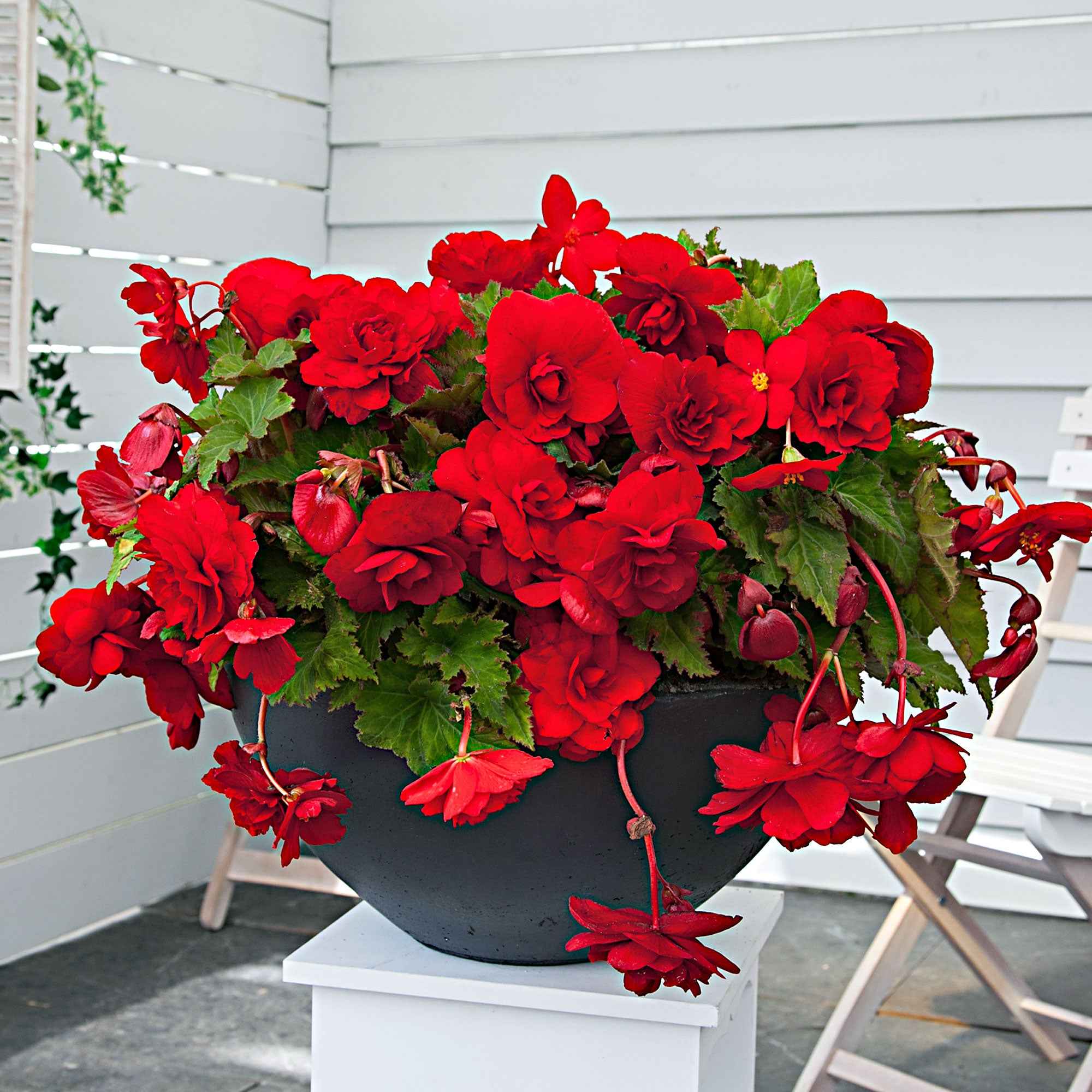 Begonie 'Scarlet' (x5) - Image 2