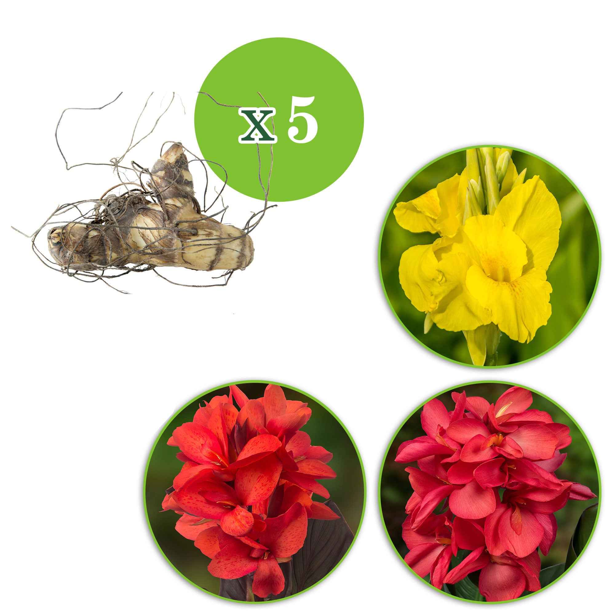 Indisches Blumenrohr Mischung (x5) - Image 2