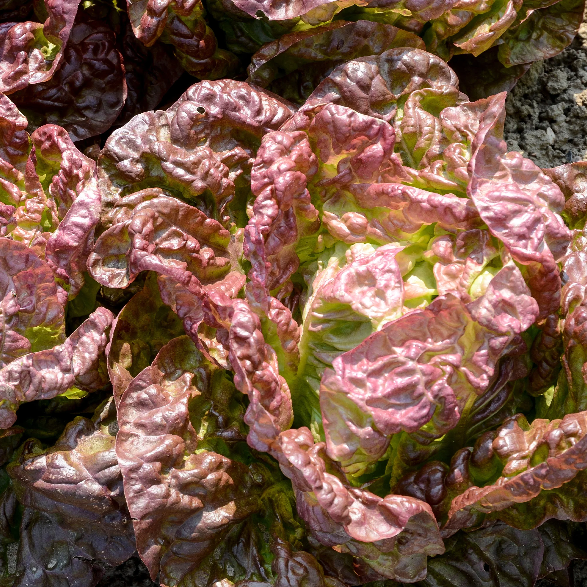 Salat-Kollektion für 6 Monate - Image 2