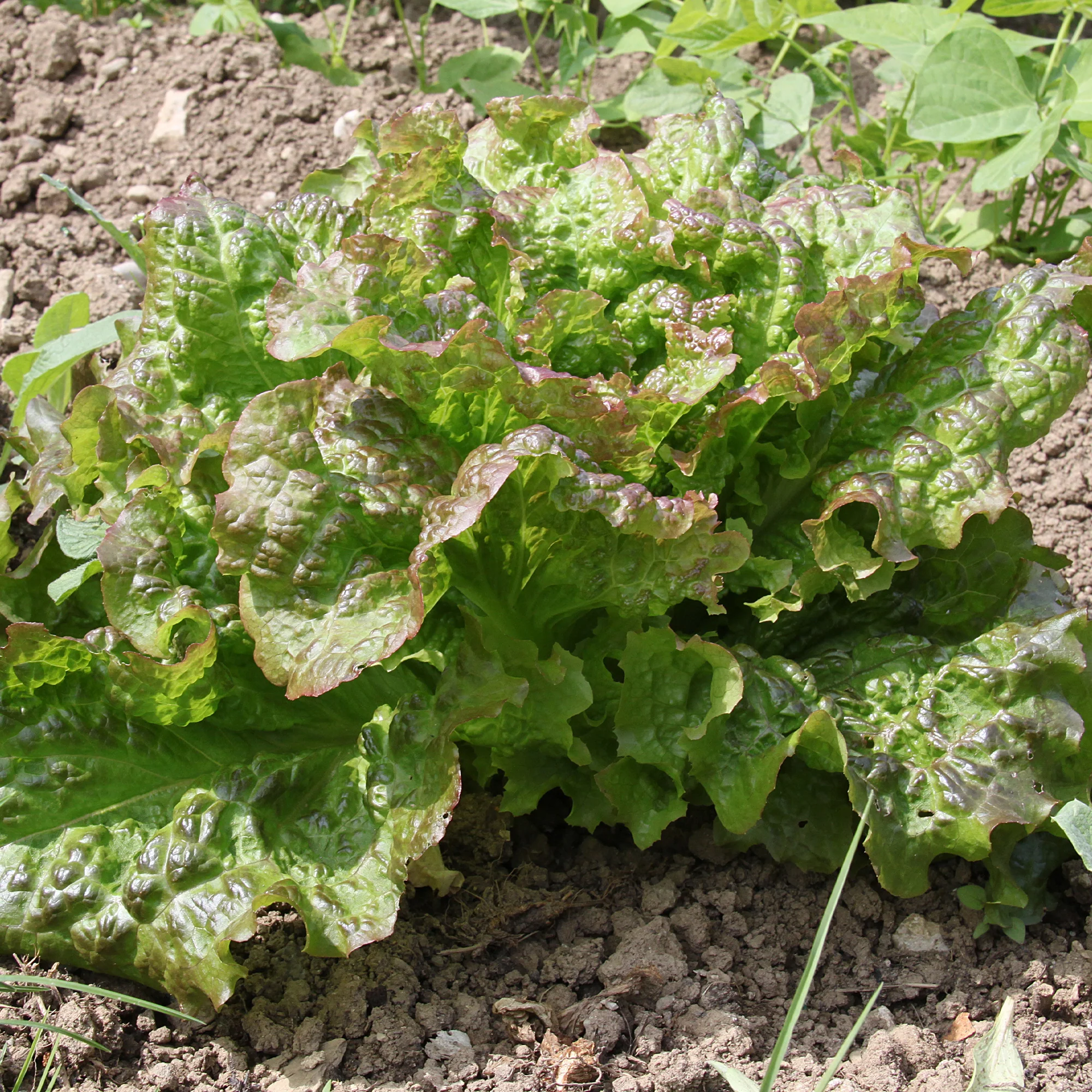 Salat-Kollektion für 6 Monate - Image 4