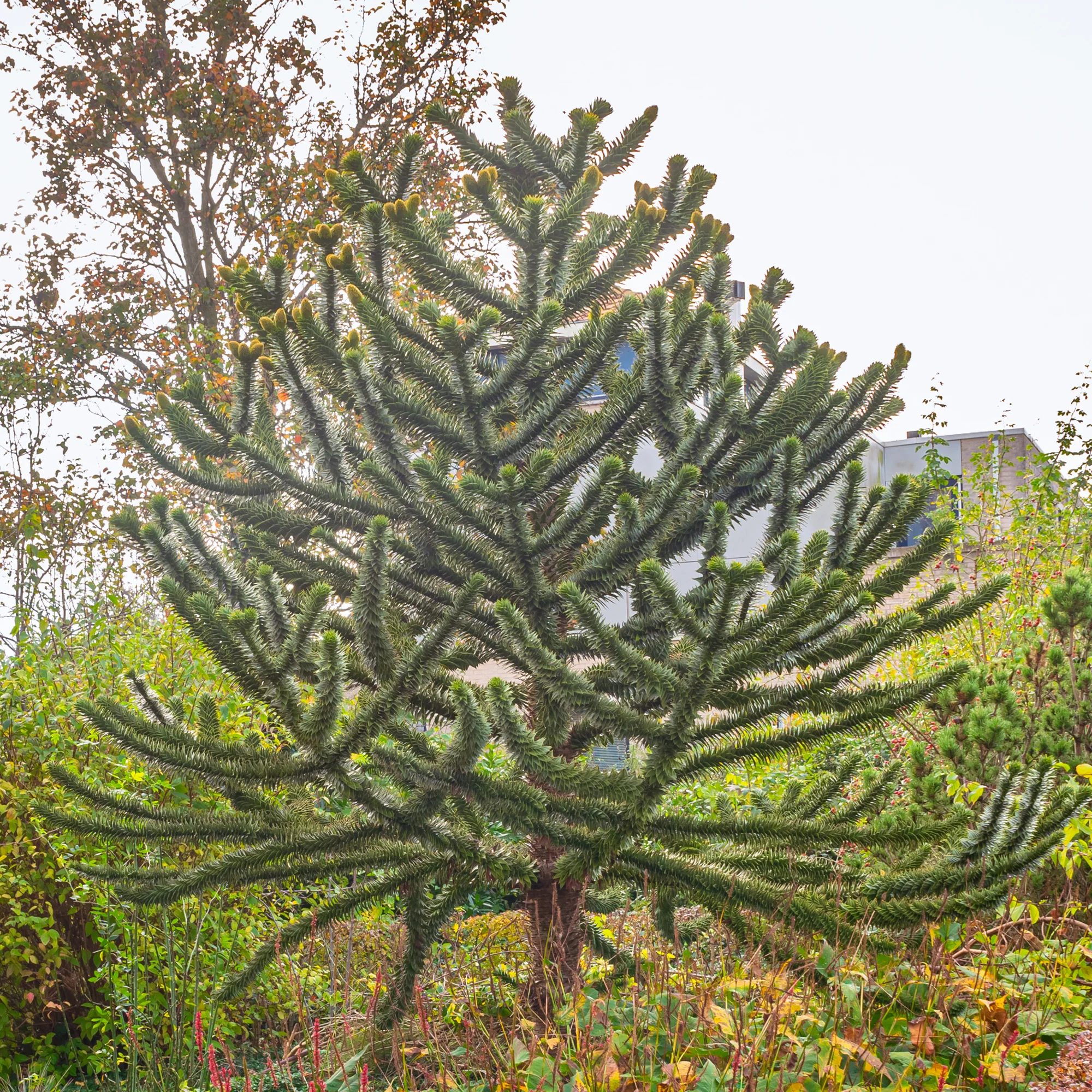 Affenbaum