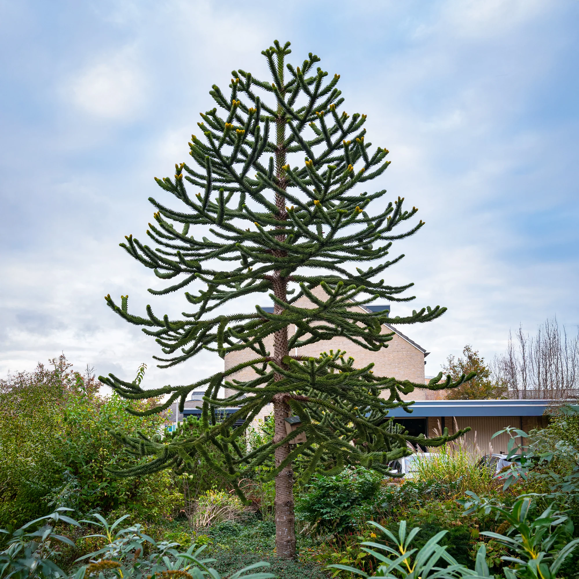 Affenbaum - Image 2