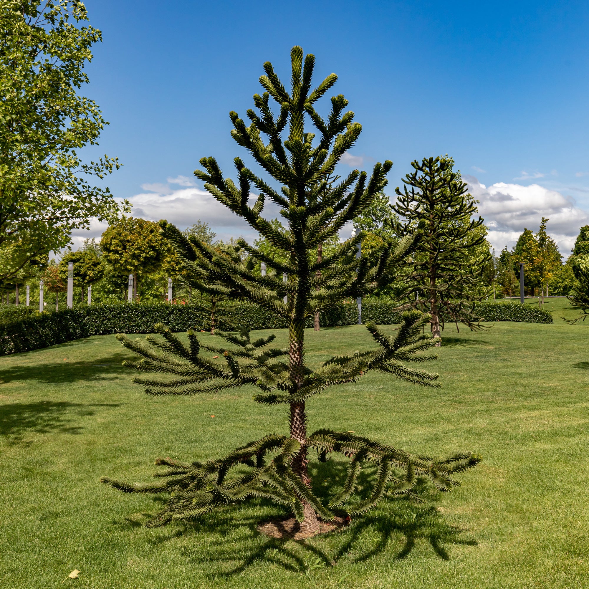 Affenbaum - Image 4