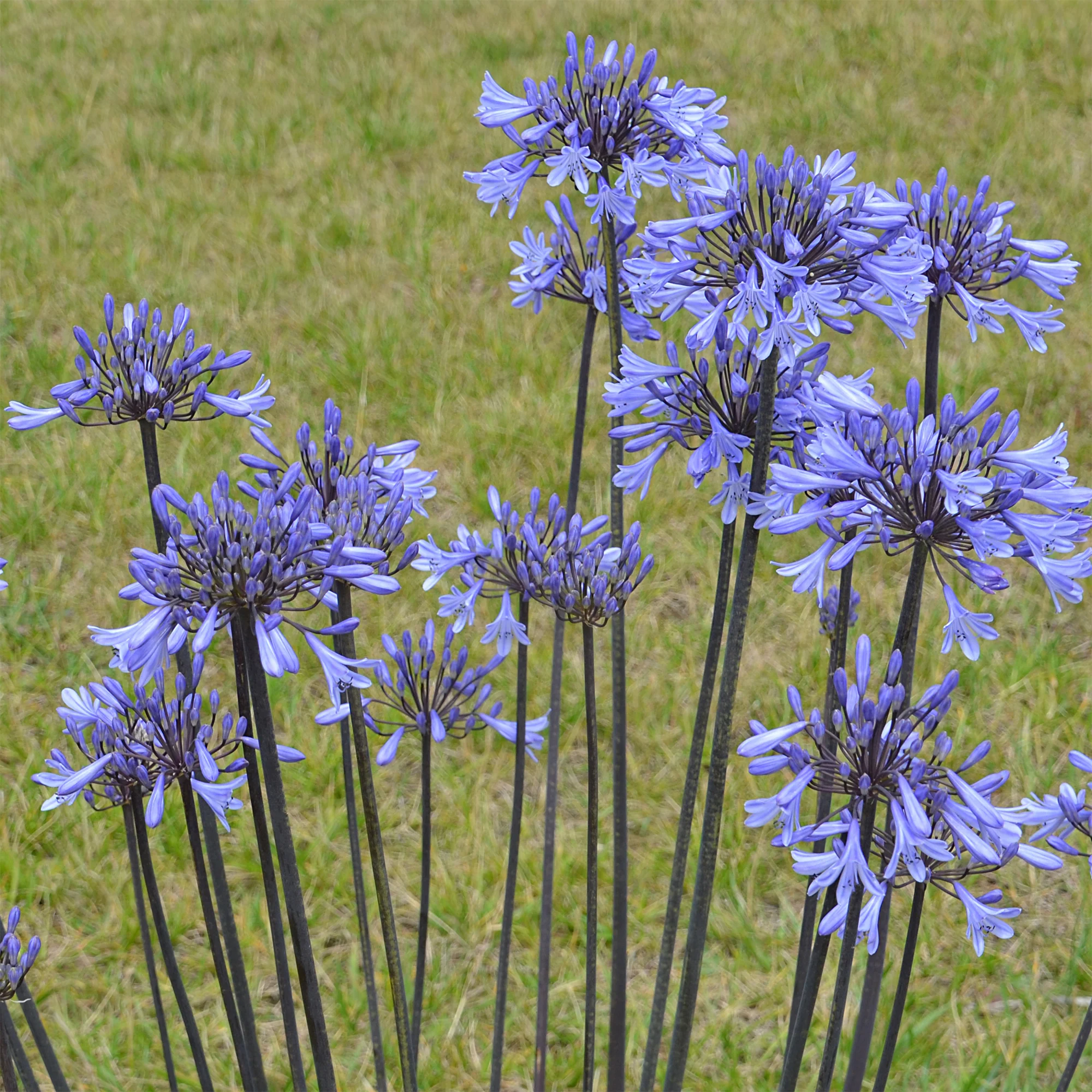 Agapanthus Graphite® Blue TurK8 - Schmucklilie