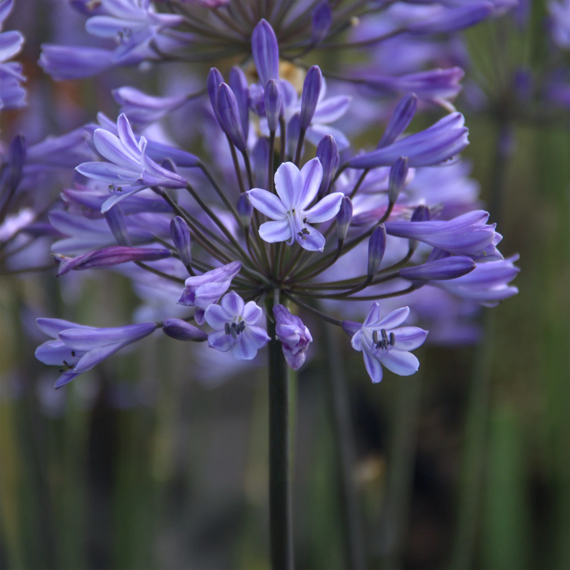 Agapanthus Graphite® Blue TurK8 - Schmucklilie - Image 2