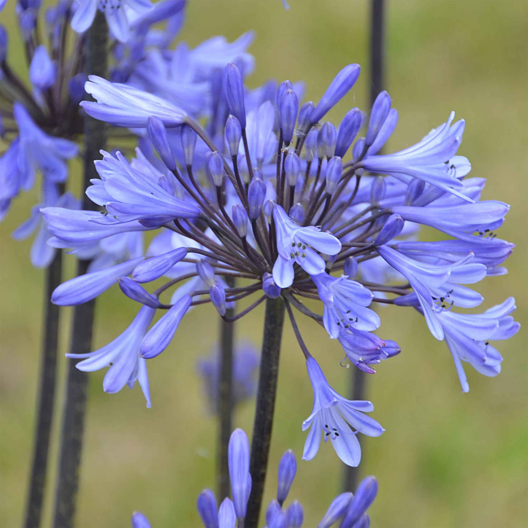 Agapanthus Graphite® Blue TurK8 - Schmucklilie - Image 4