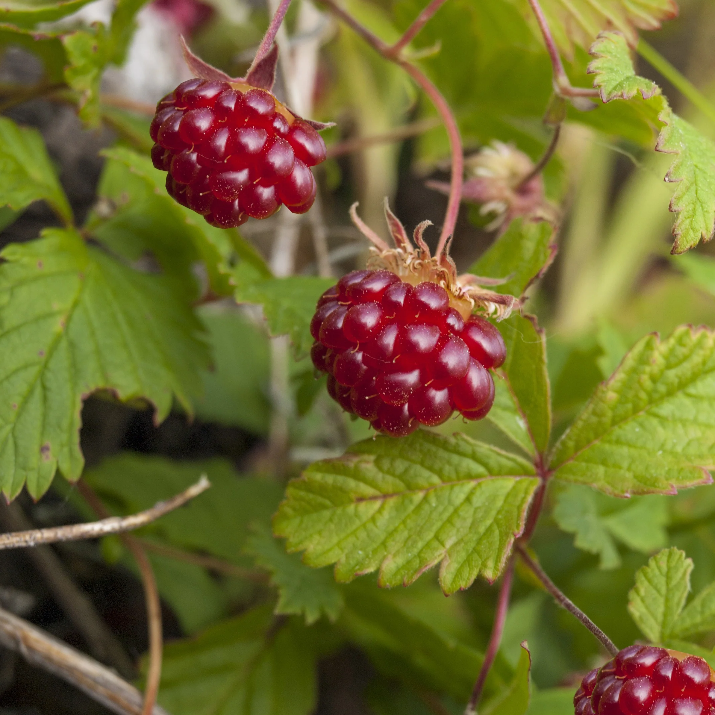 Arktische Himbeere