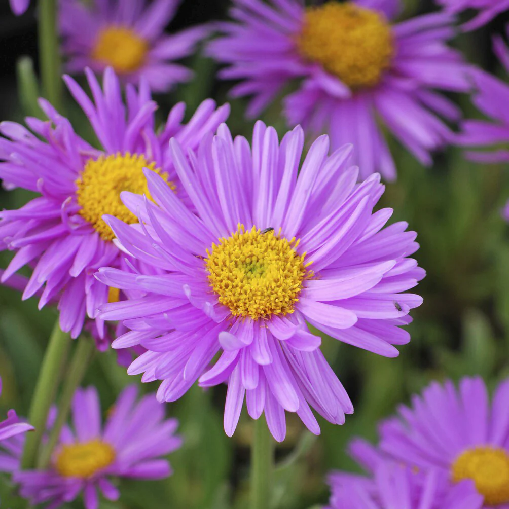 Alpen-Aster ‘Happy End’ - Image 4