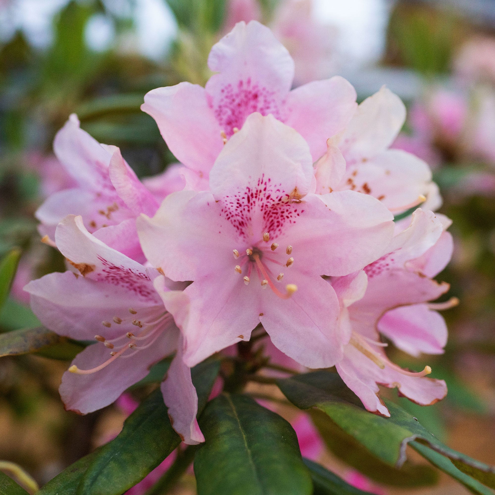 Yakushimanum-Rhododendron ‘Doc’ - Image 4