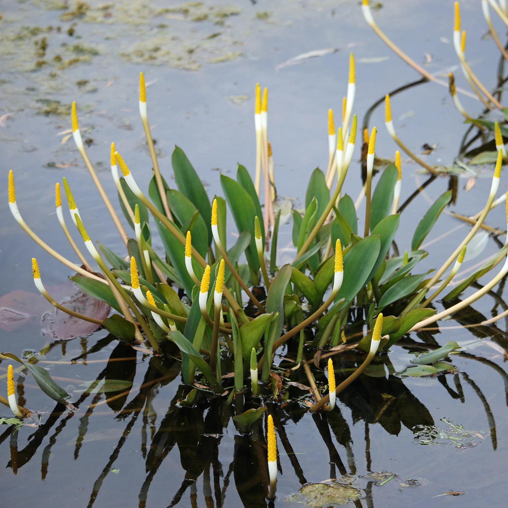 Goldkolben (Orontium aquaticum)