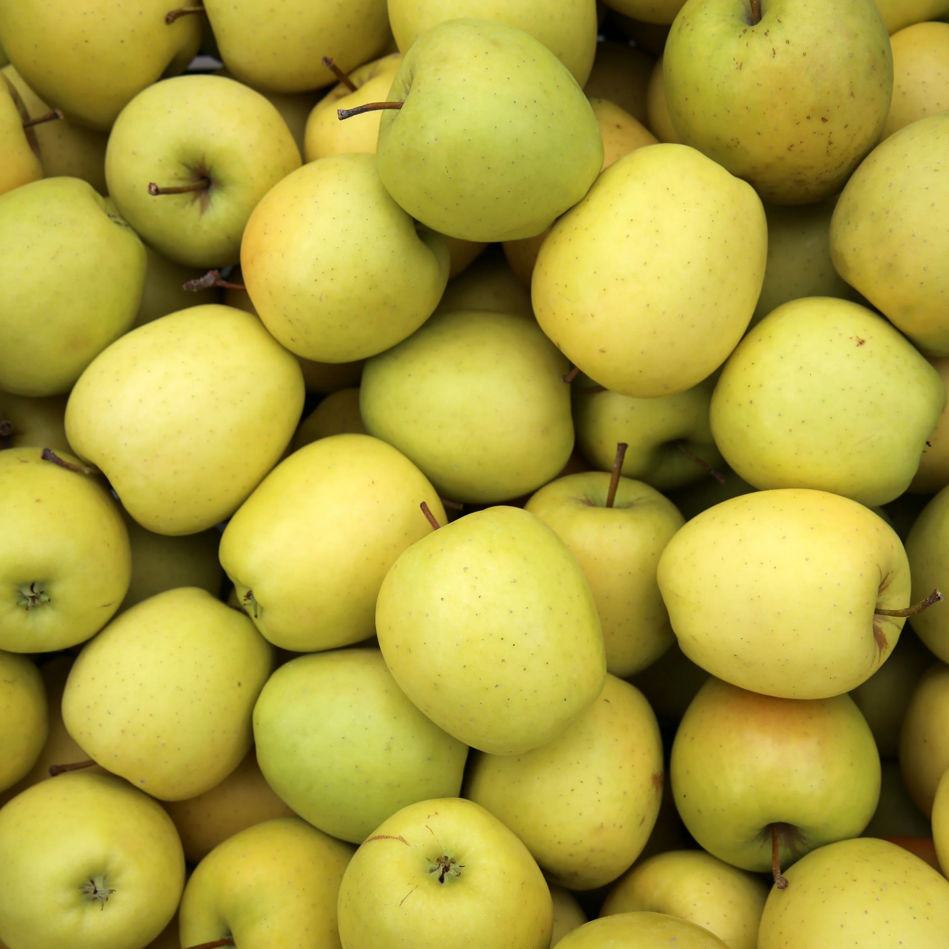 Apfelbaum-Kollektion 'Reine des reinettes', 'Cox's', 'Golden Delicious' - Image 3