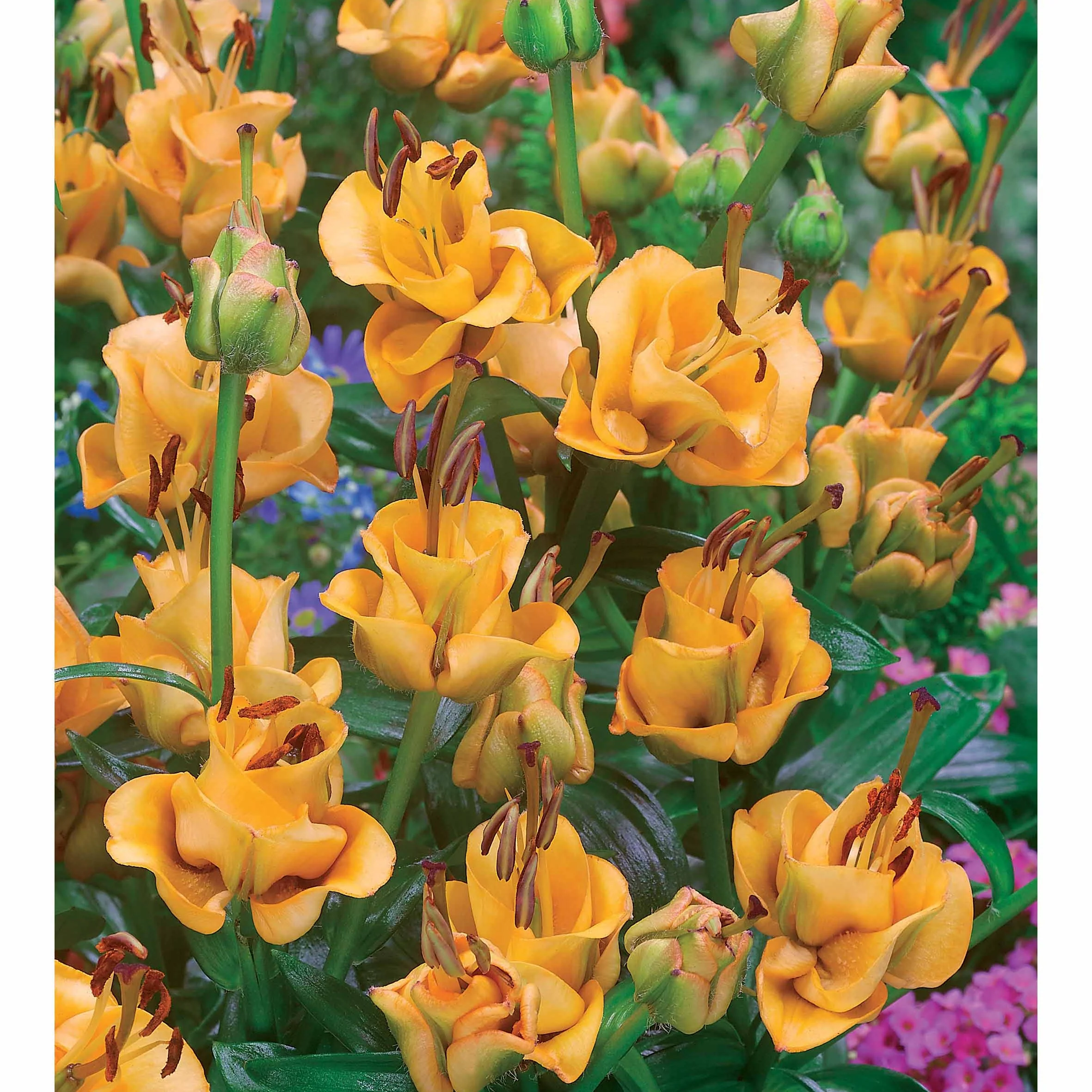 Asiatische Lilie 'Apricot Fudge' (x3) - Image 2