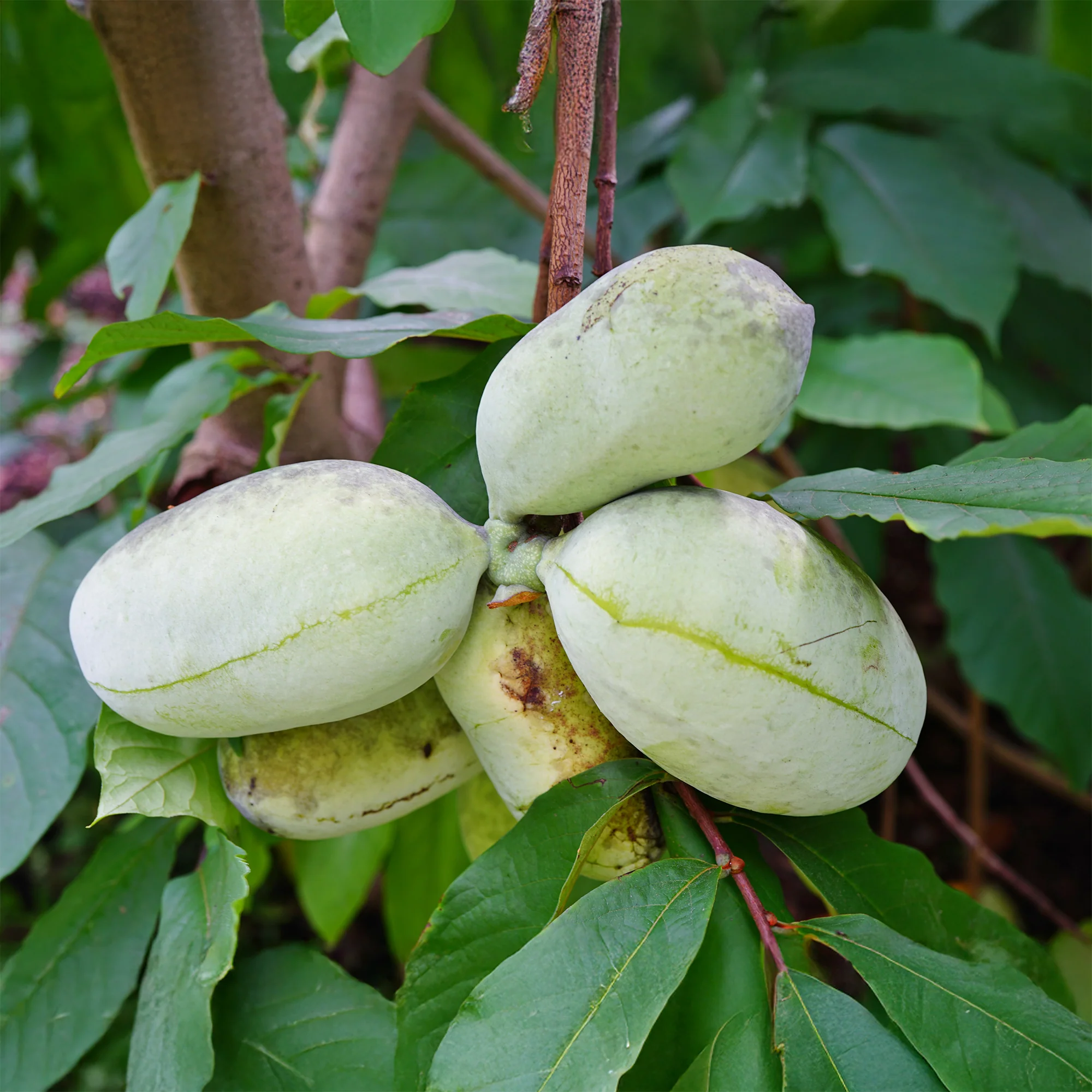 Indianerbanane (Pawpaw) - Image 3