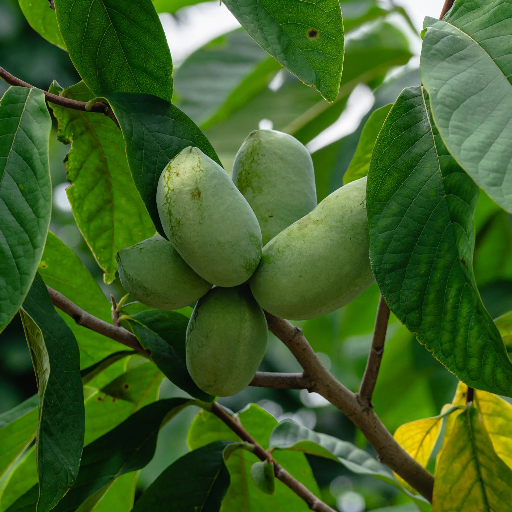 Indianerbanane (Pawpaw) - Image 5