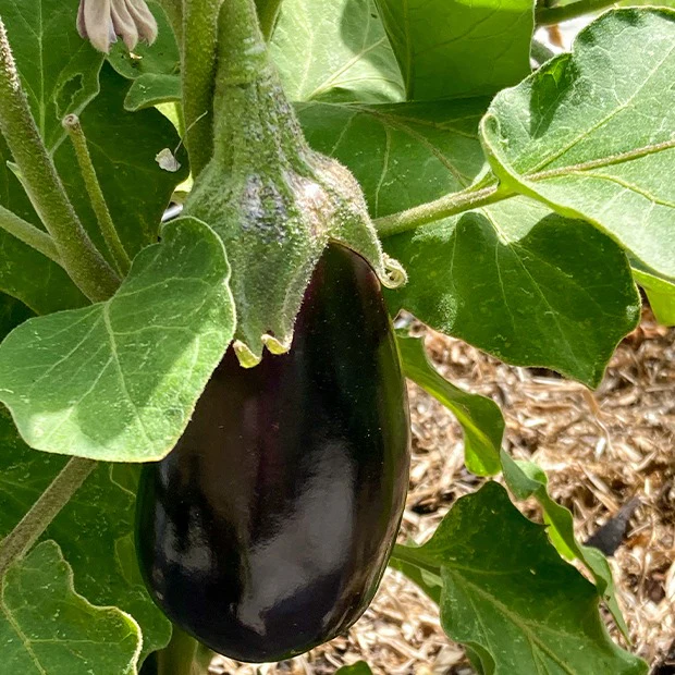 Aubergine Bonica F1 - Image 2