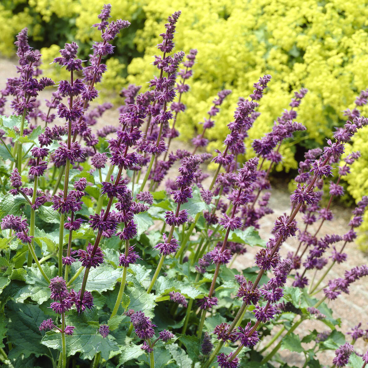 Quirlblütiger Salbei ‘Purple Rain’