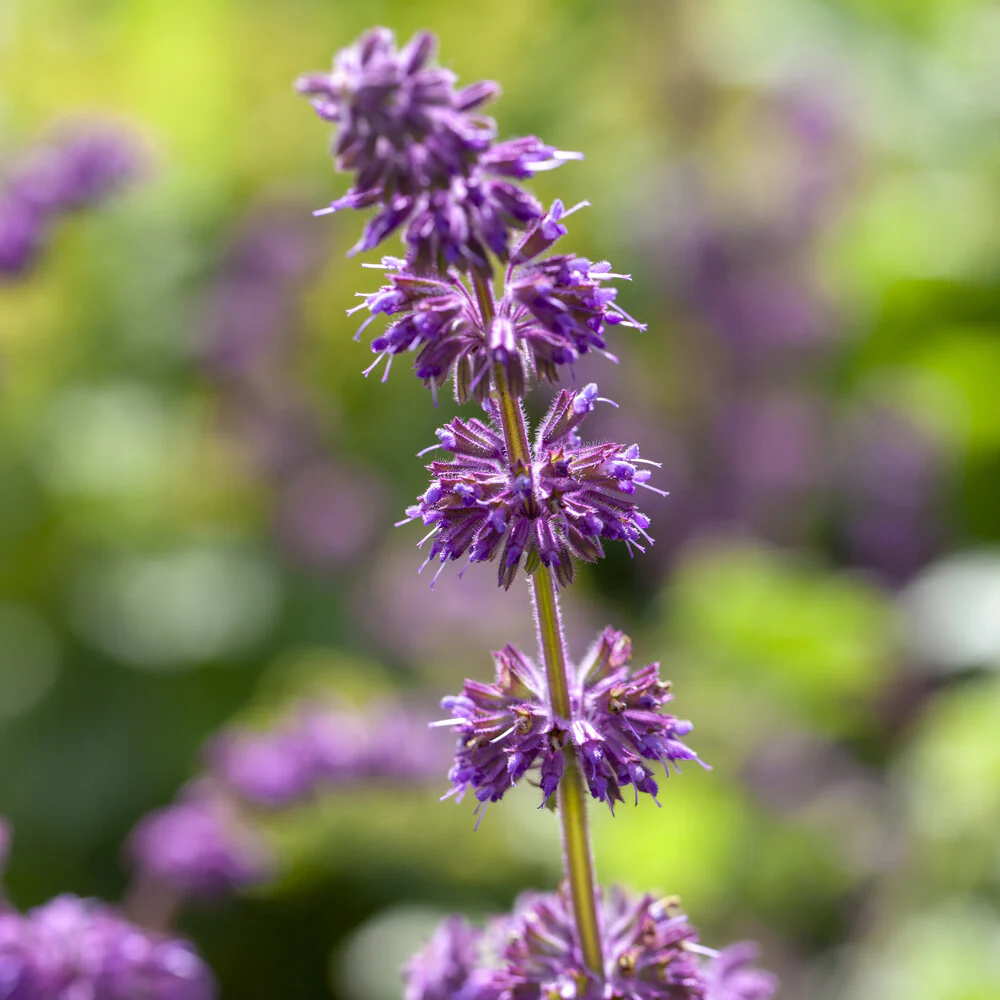 Quirlblütiger Salbei ‘Purple Rain’ - Image 2