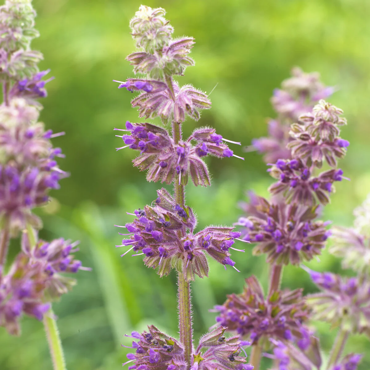 Quirlblütiger Salbei ‘Purple Rain’ - Image 3