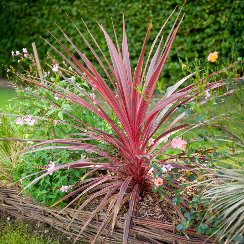 Australische Keulenlilie Pink Passion® - Image 2