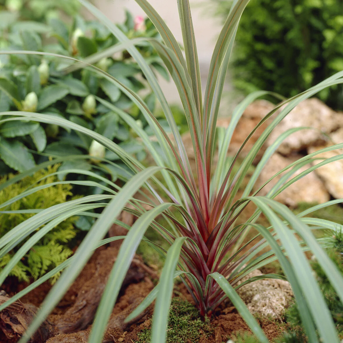 Australische Keulenlilie Sundance®