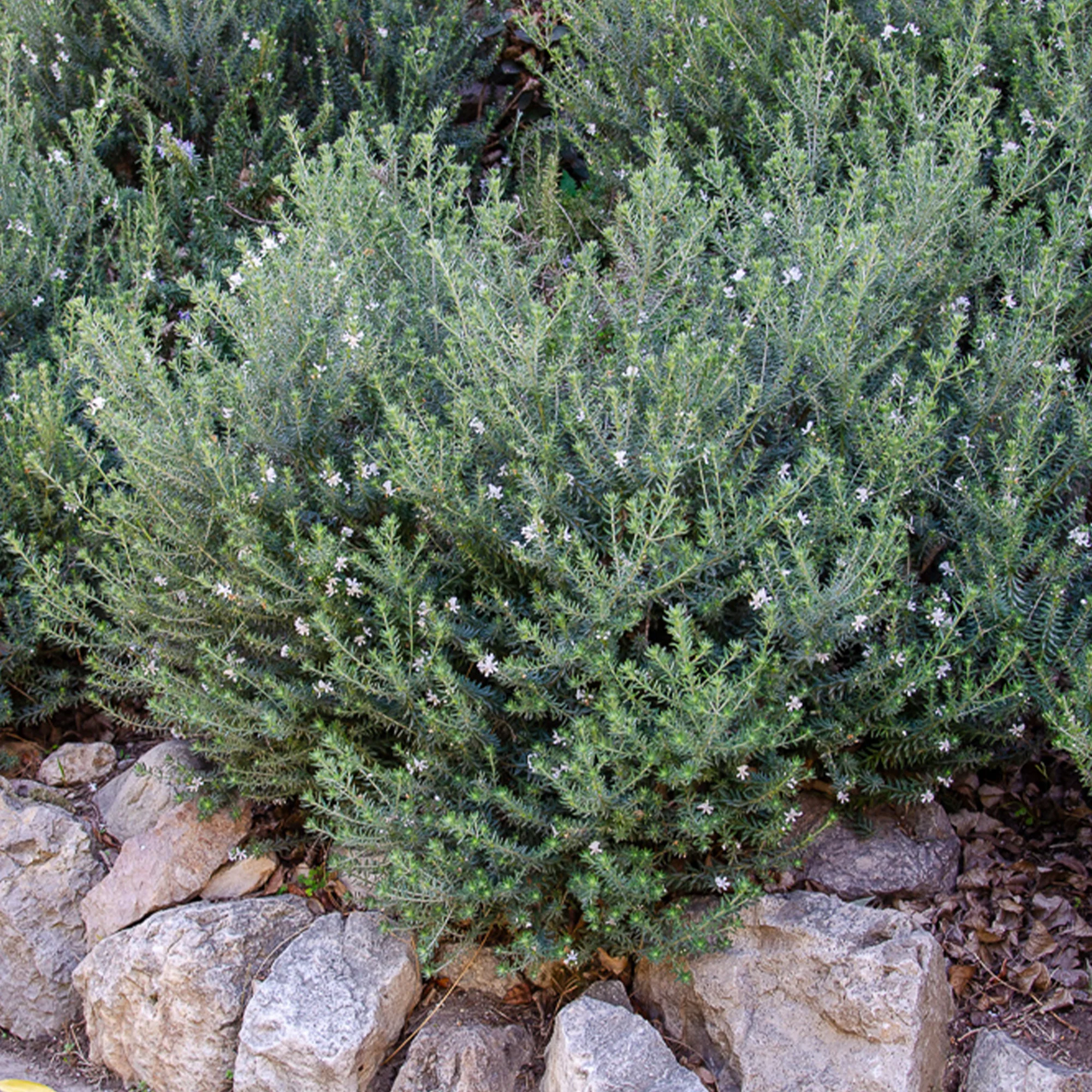 Australischer Rosmarin - Image 3