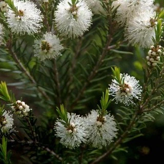 Australischer Teebaum - Image 3