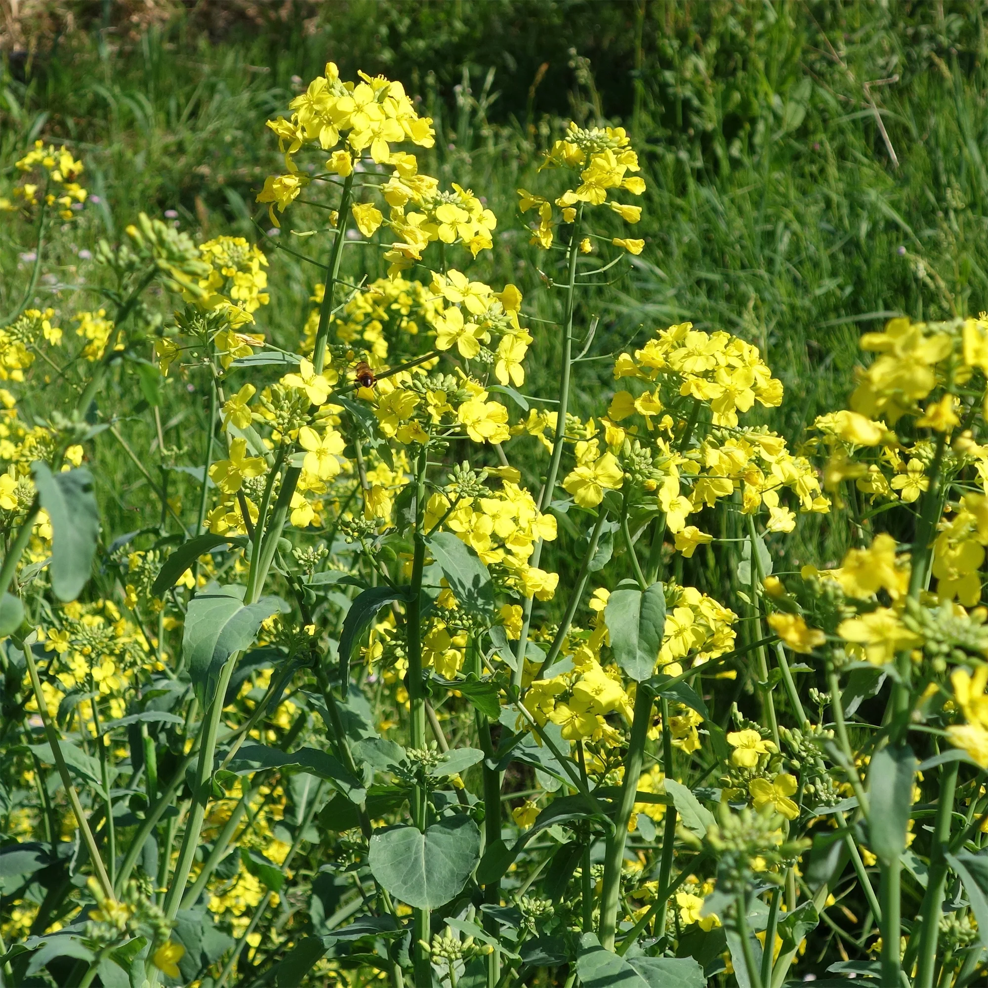 Barbarakraut - Image 3