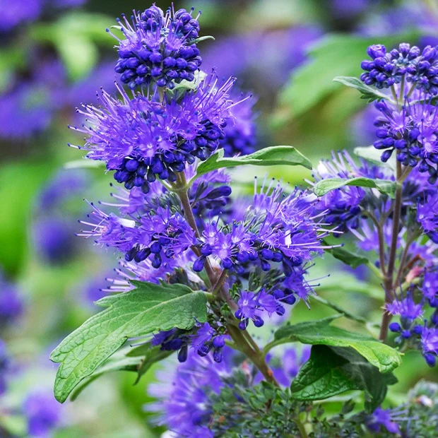 Bartblume Blauer Spatz