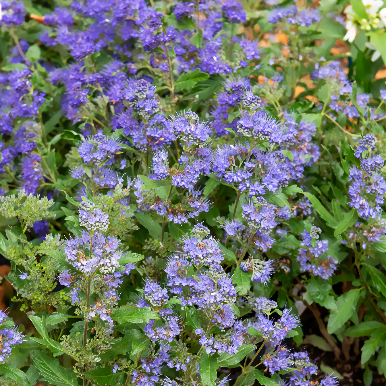 Bartblume ‘Grand Bleu®’ - Image 2