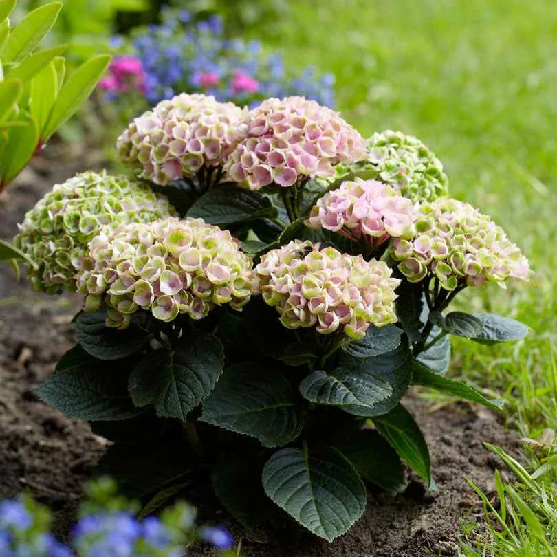 Bauernhortensie 'Revolution Pink' - Image 2