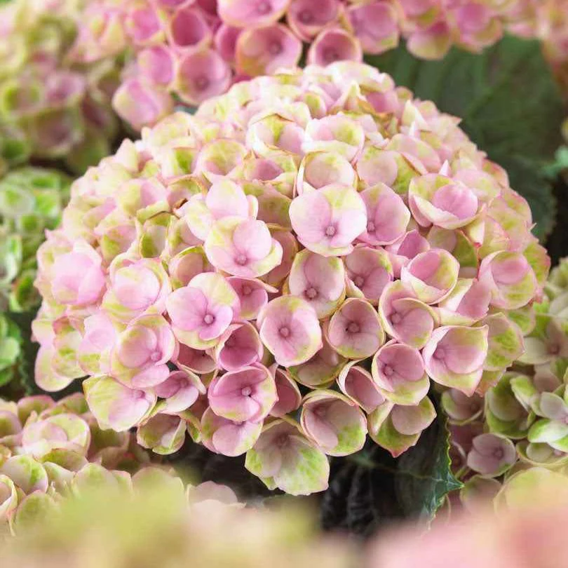 Bauernhortensie 'Revolution Pink' - Image 3