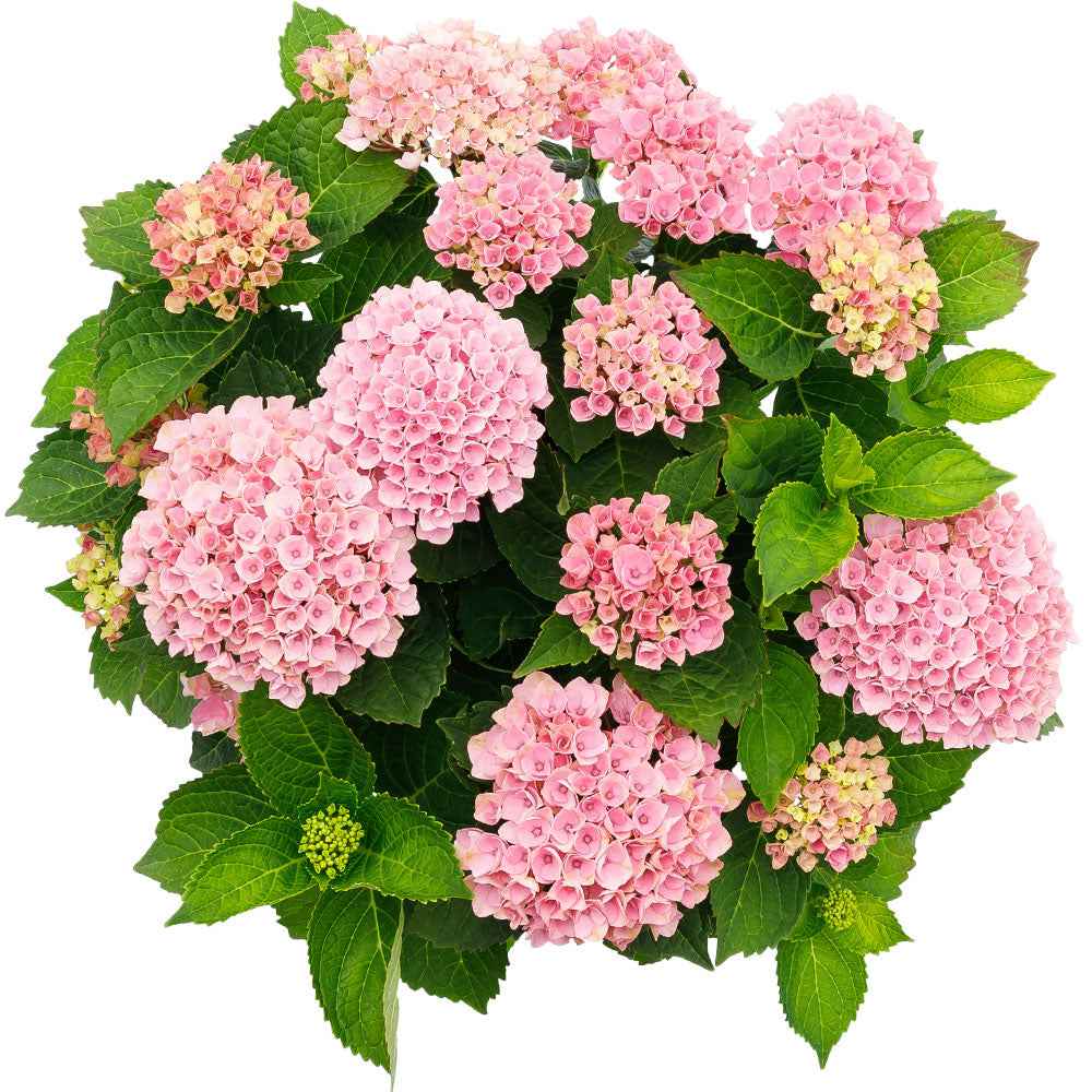 Bauernhortensie 'Revolution Pink' - Image 4