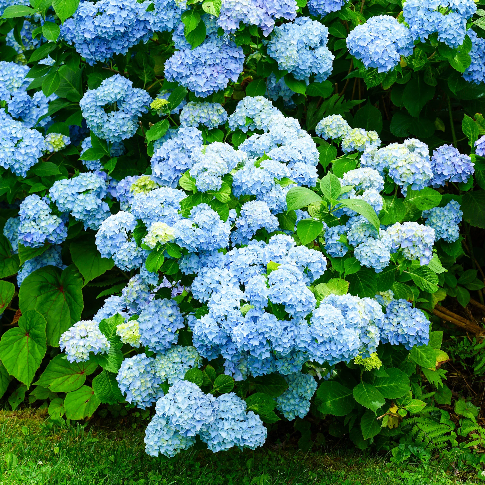 Hortensie blau - Image 6