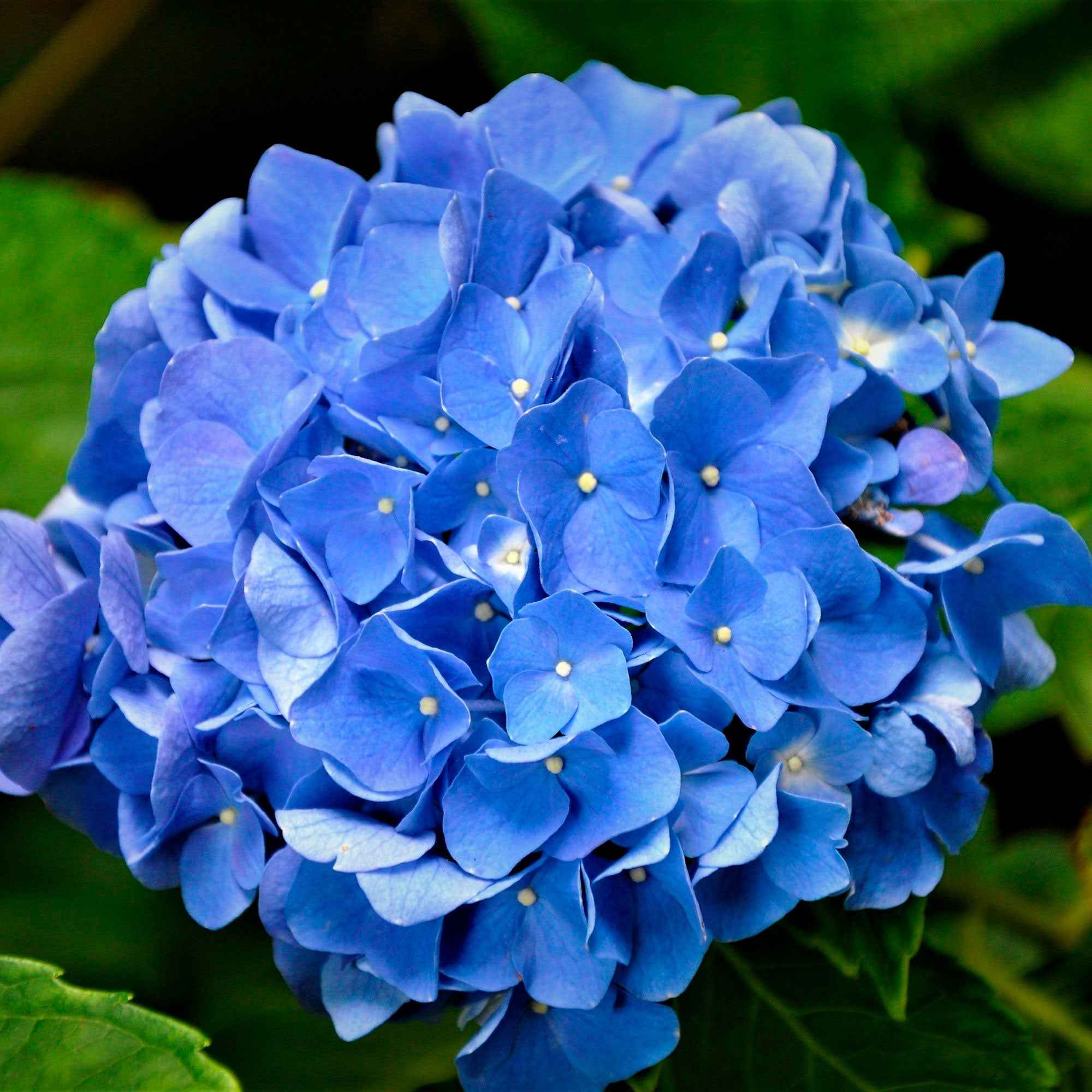 Hortensie blau - Image 7