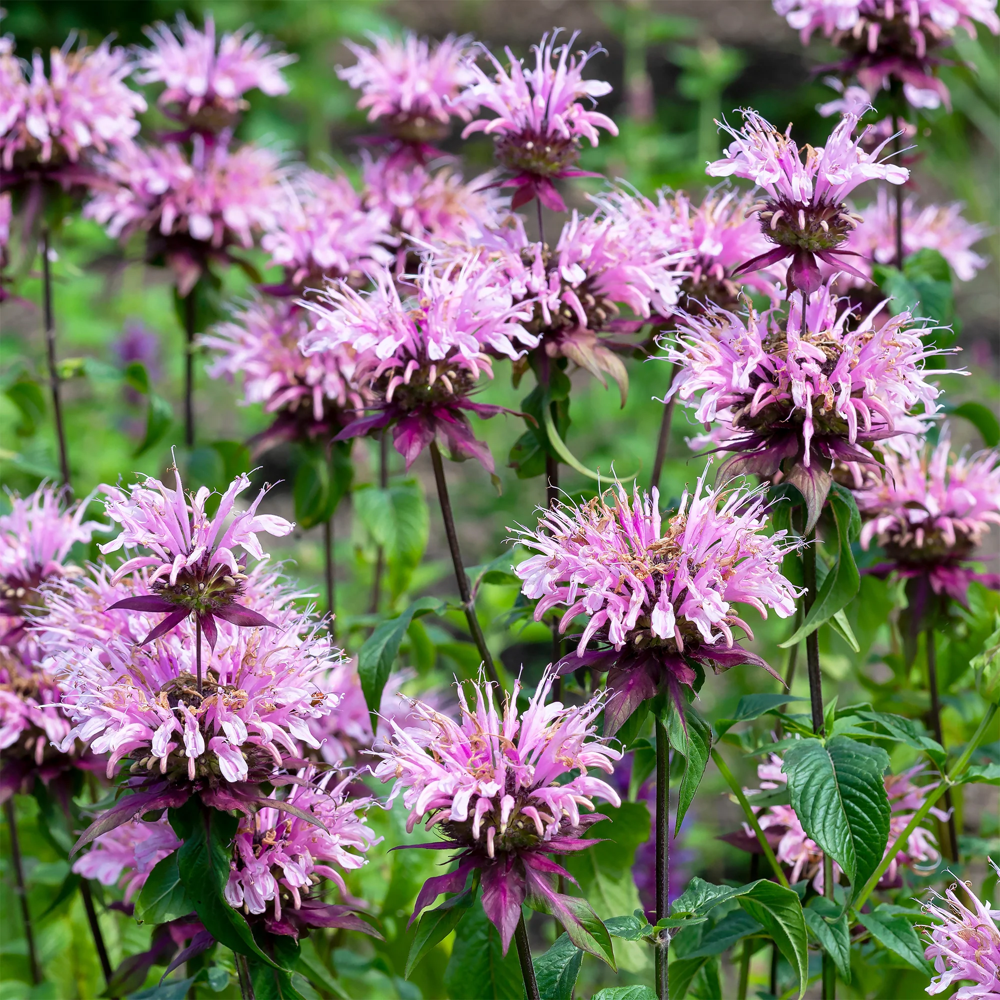Bergamotte-Pflanze 'Beauty of Cobham' - Image 2