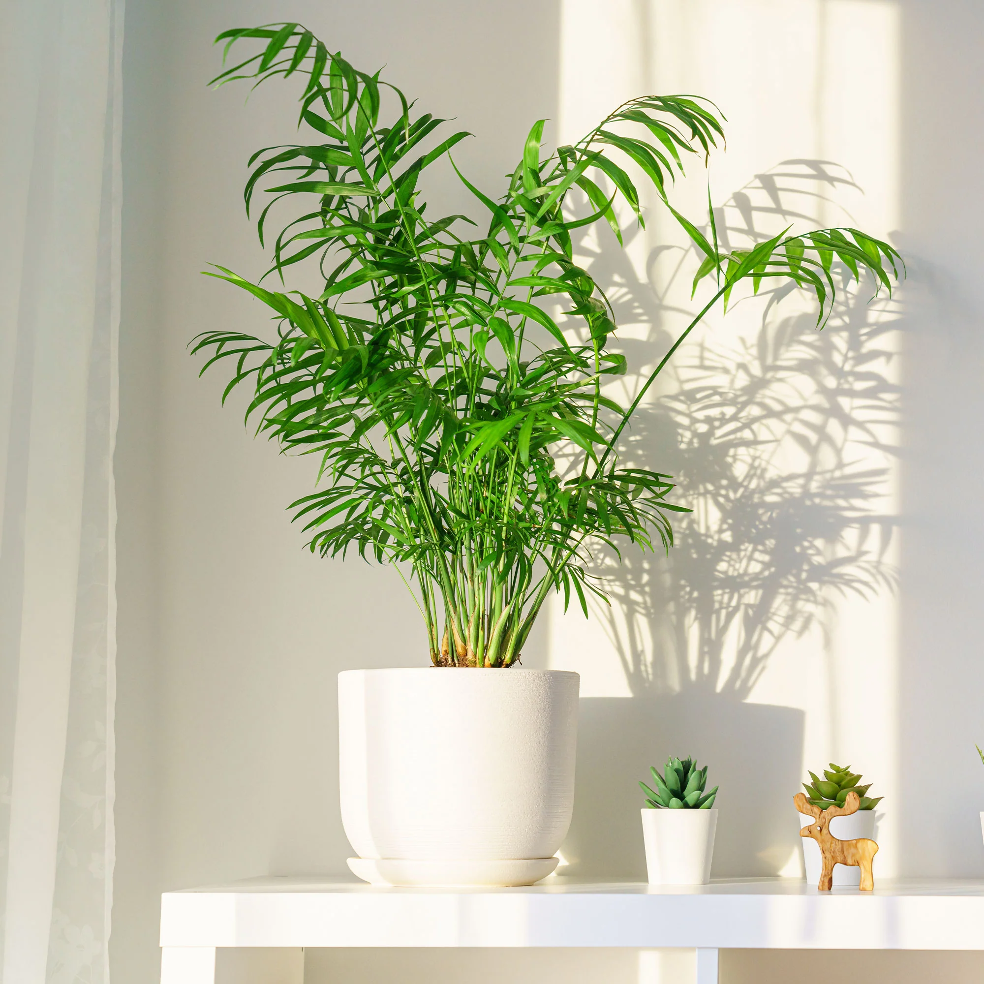 Bergpalme - Image 8