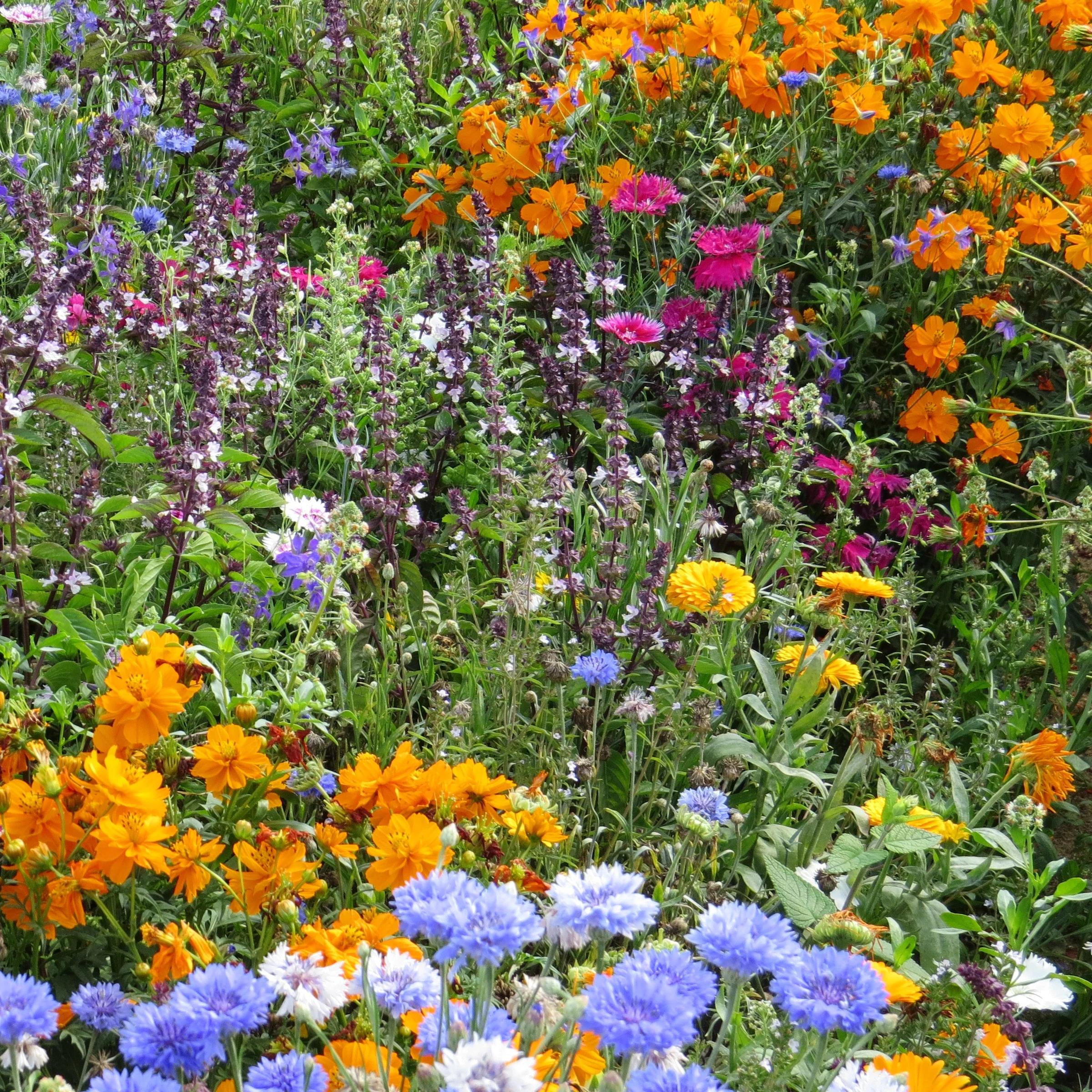 Bienen- & Schmetterlingsblumen Mischung