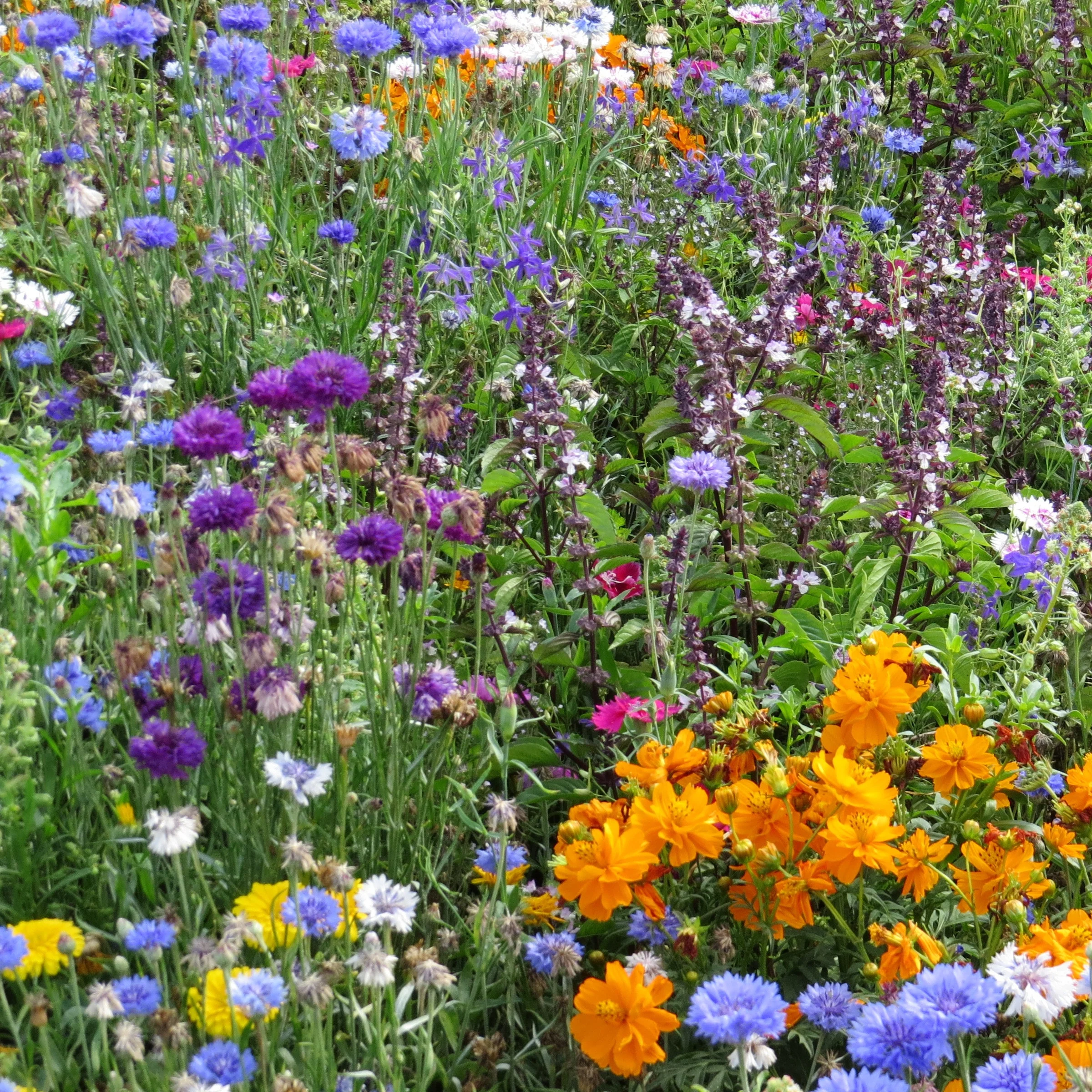Bienen- & Schmetterlingsblumen Mischung - Image 2