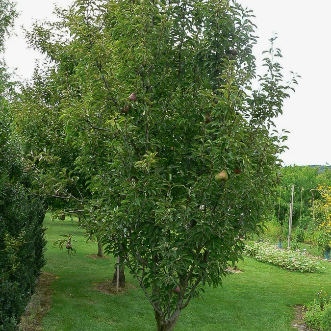 Birne 'Cannelle'