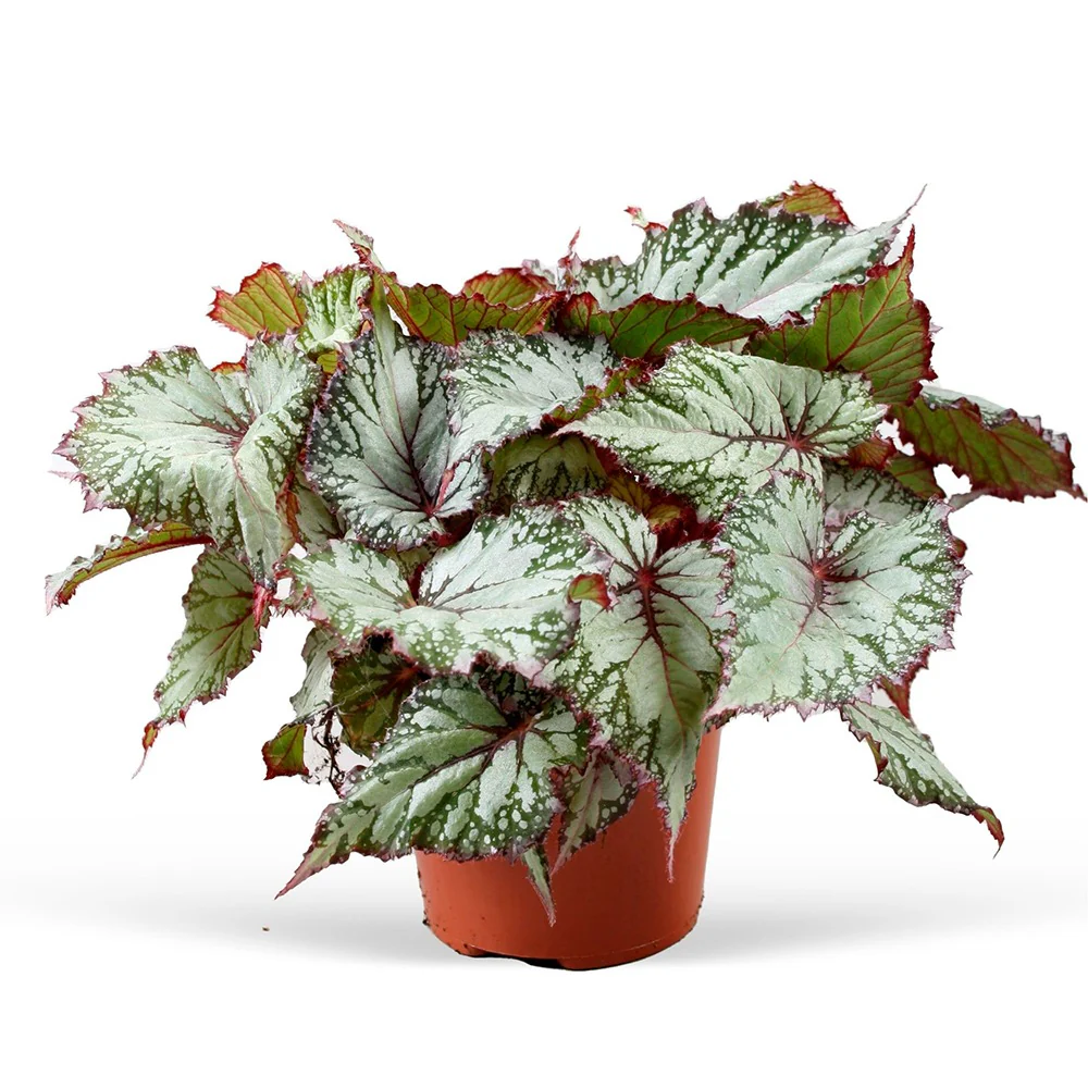 Blattbegonie 'Asian Tundra'