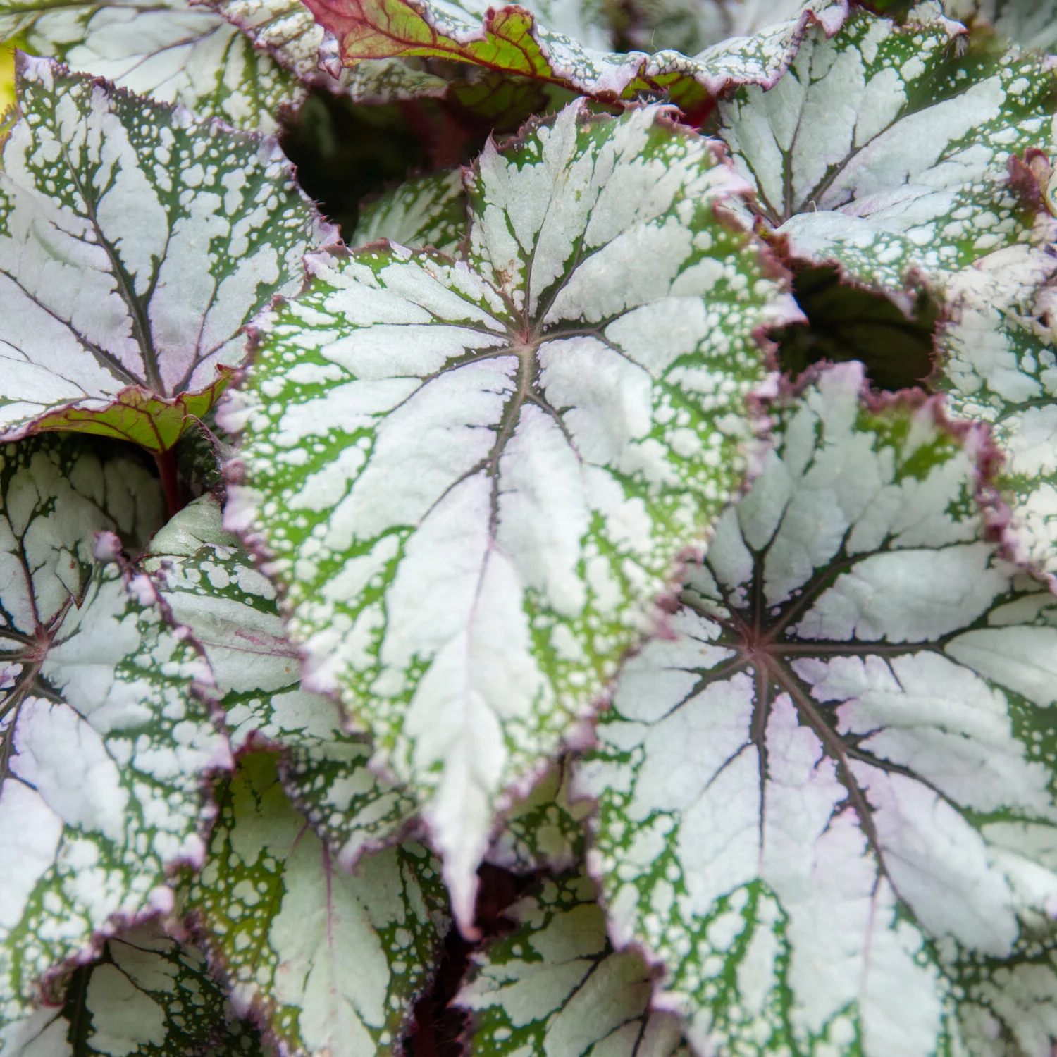 Blattbegonie 'Asian Tundra' - Image 2