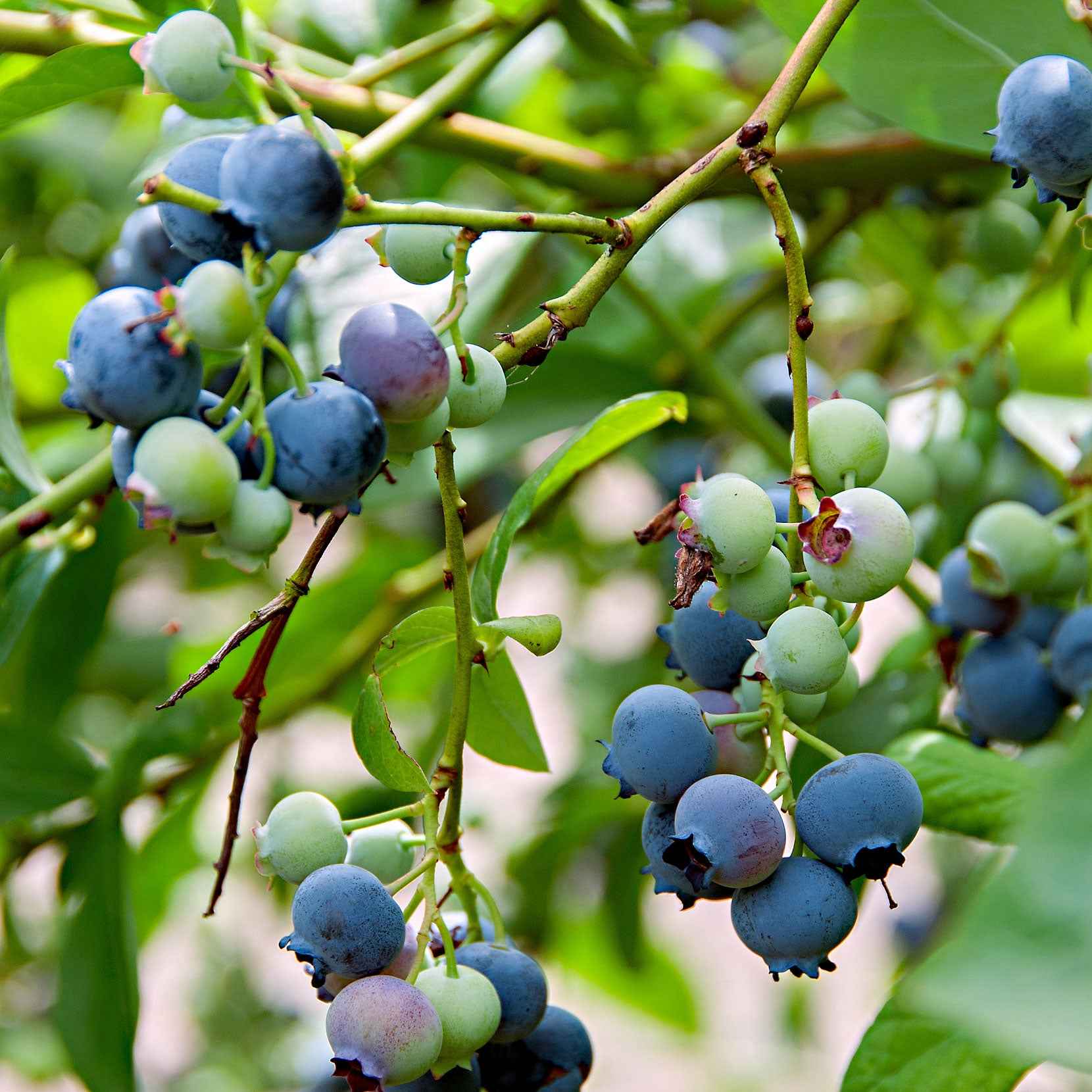 Blaubeere 'Little Blue Wonder'